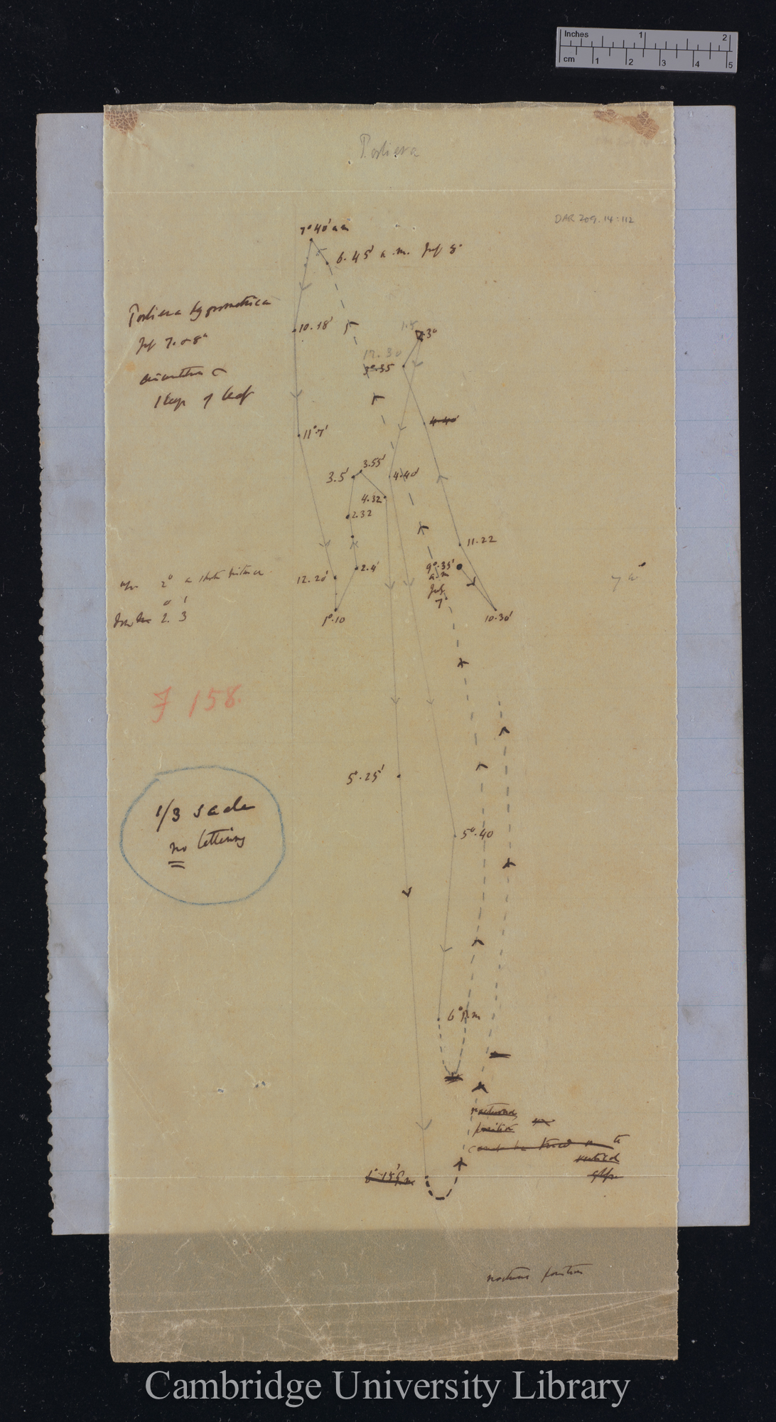 Porliera hygrometrica [fig 158] [tracing with backing sheet]