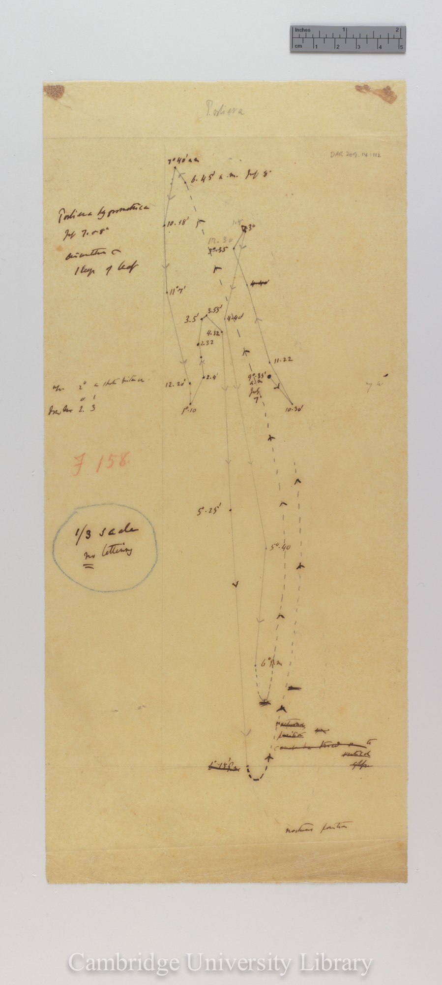 Porliera hygrometrica [fig 158] [tracing]