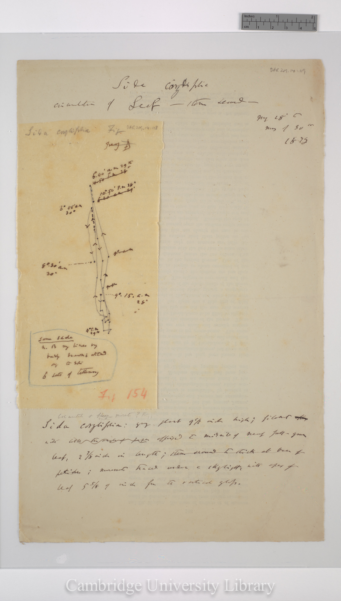 Sida corylifolia [fig 154] [tracing with backing sheet]