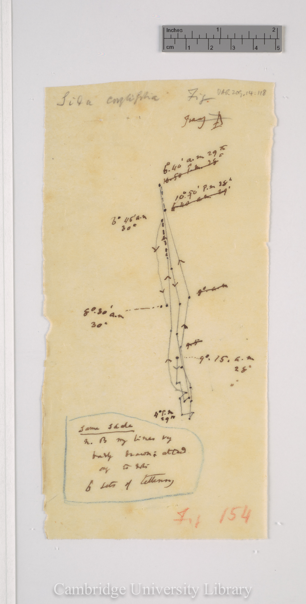 Sida corylifolia [fig 154] [tracing]