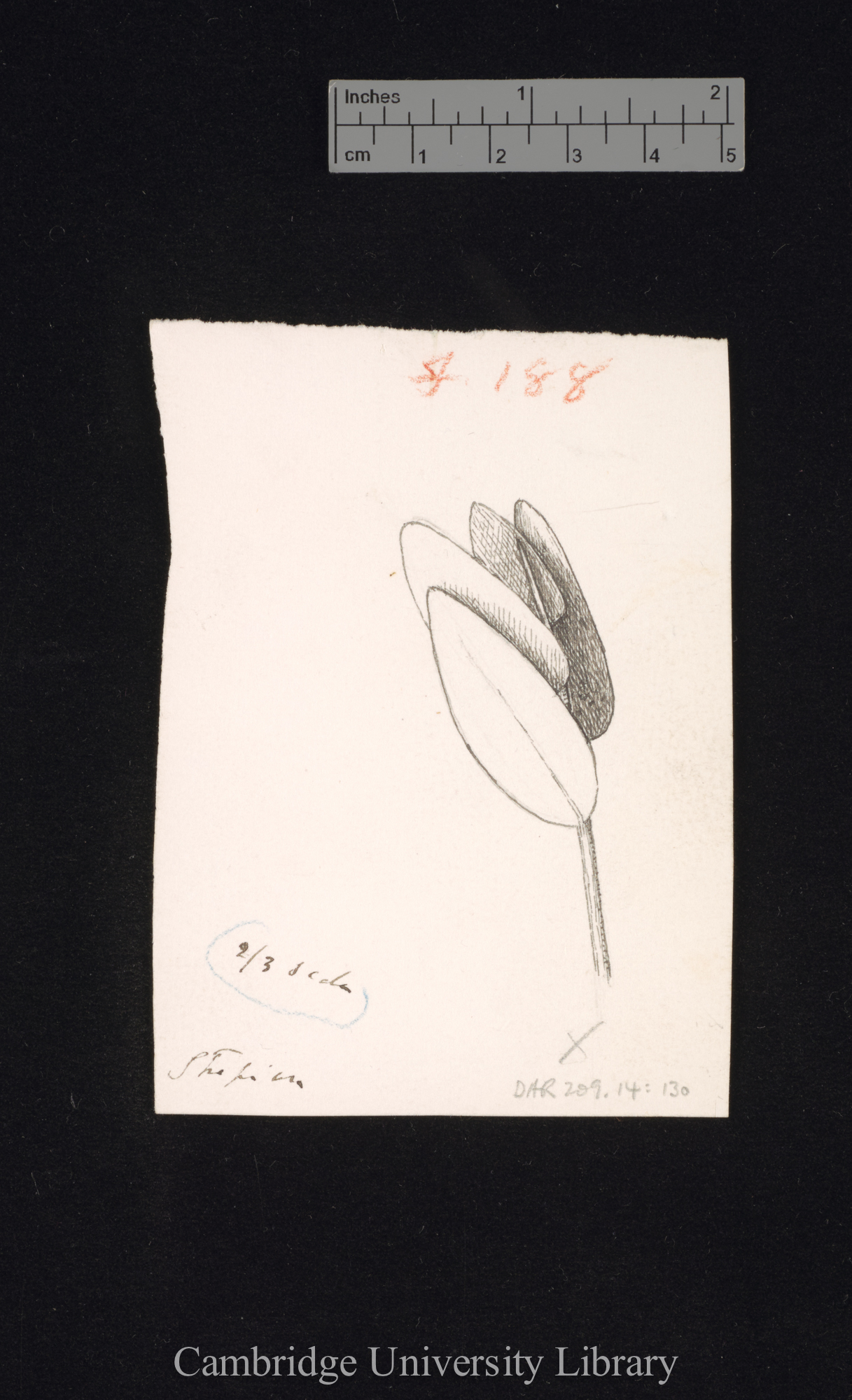 Strephium floribundum [fig 188]