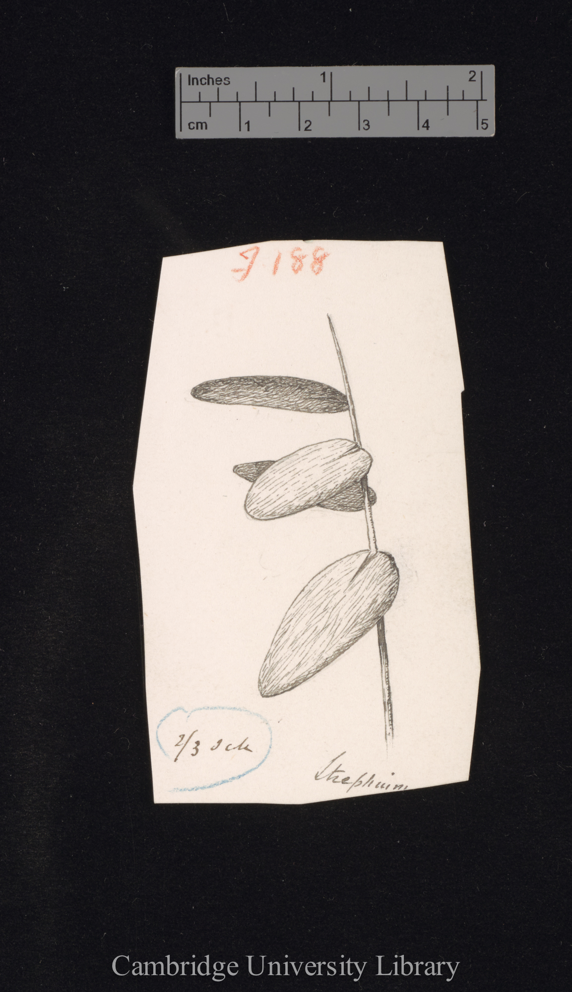 Strephium floribundum [fig 188]