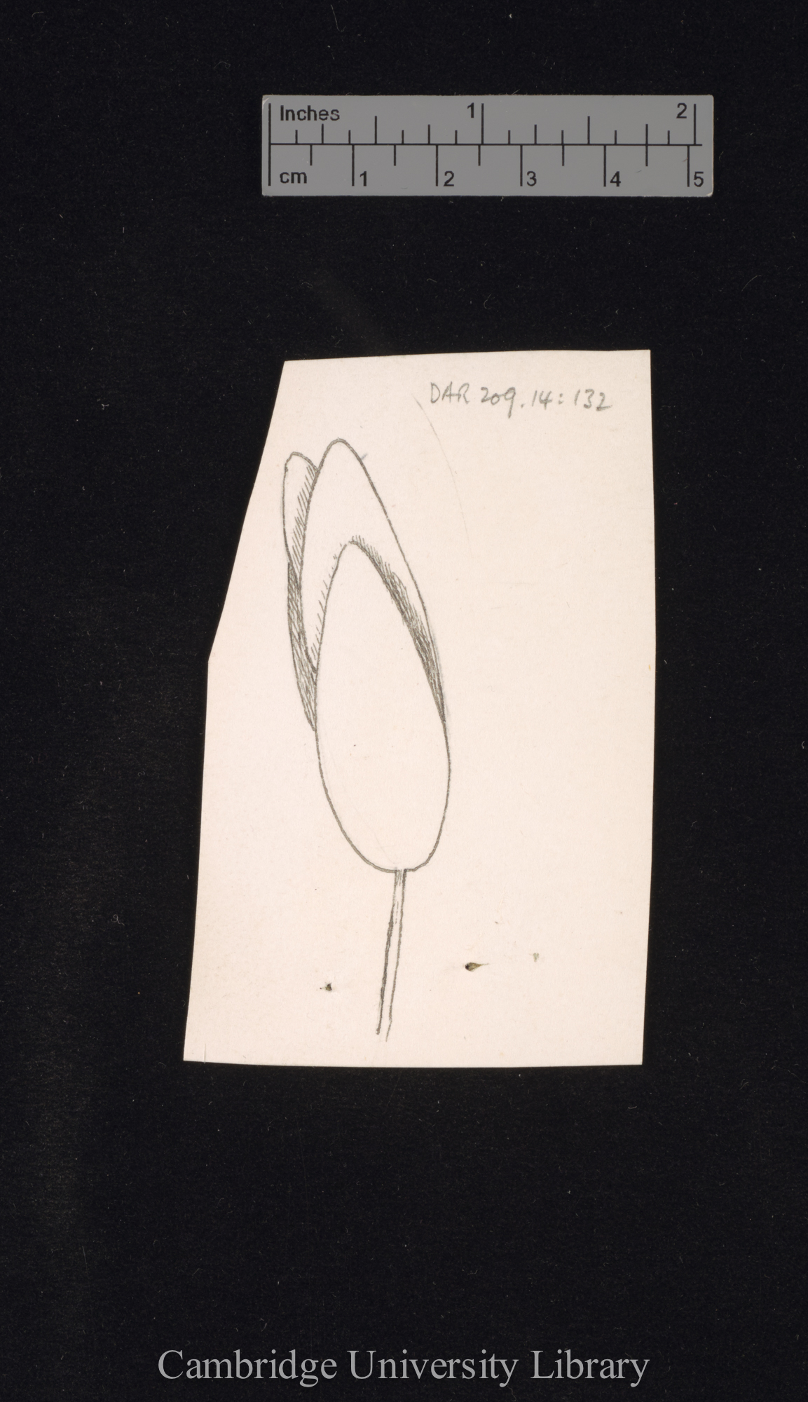 Strephium floribundum [fig 188]