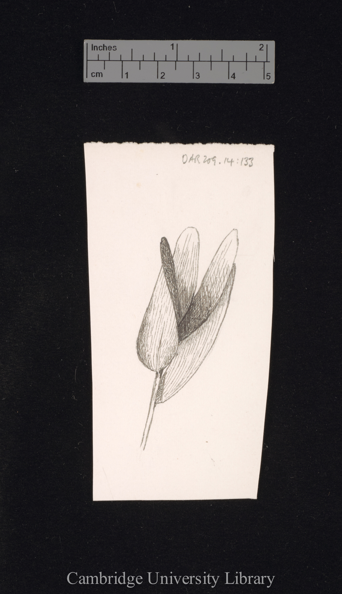 Strephium floribundum [fig 188]