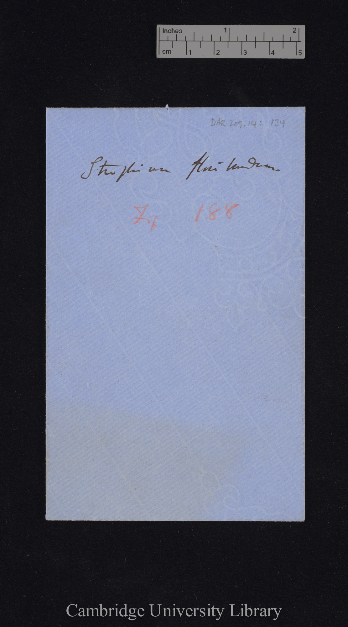 Strephium floribundum [fig 188] [envelope]