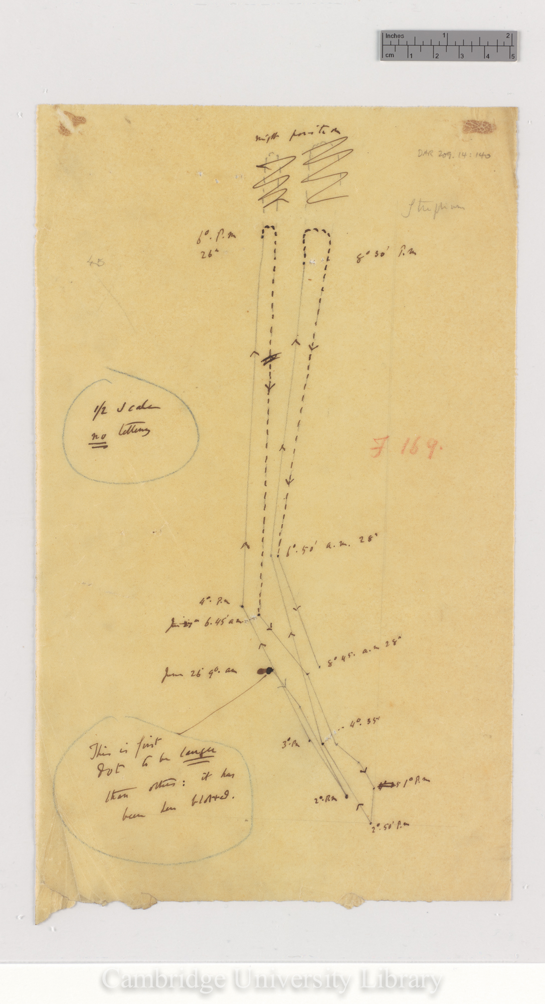 Strephium floribundum [fig 169] [tracing]