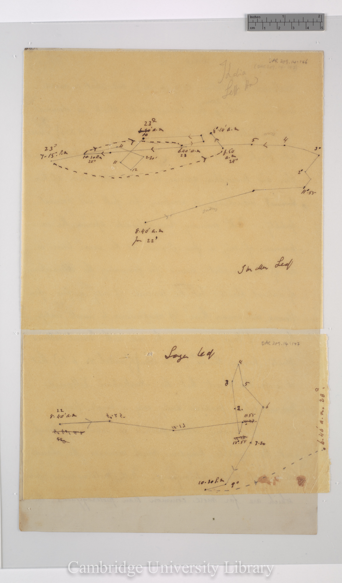 Thalia dealbata [tracings with backing sheet]