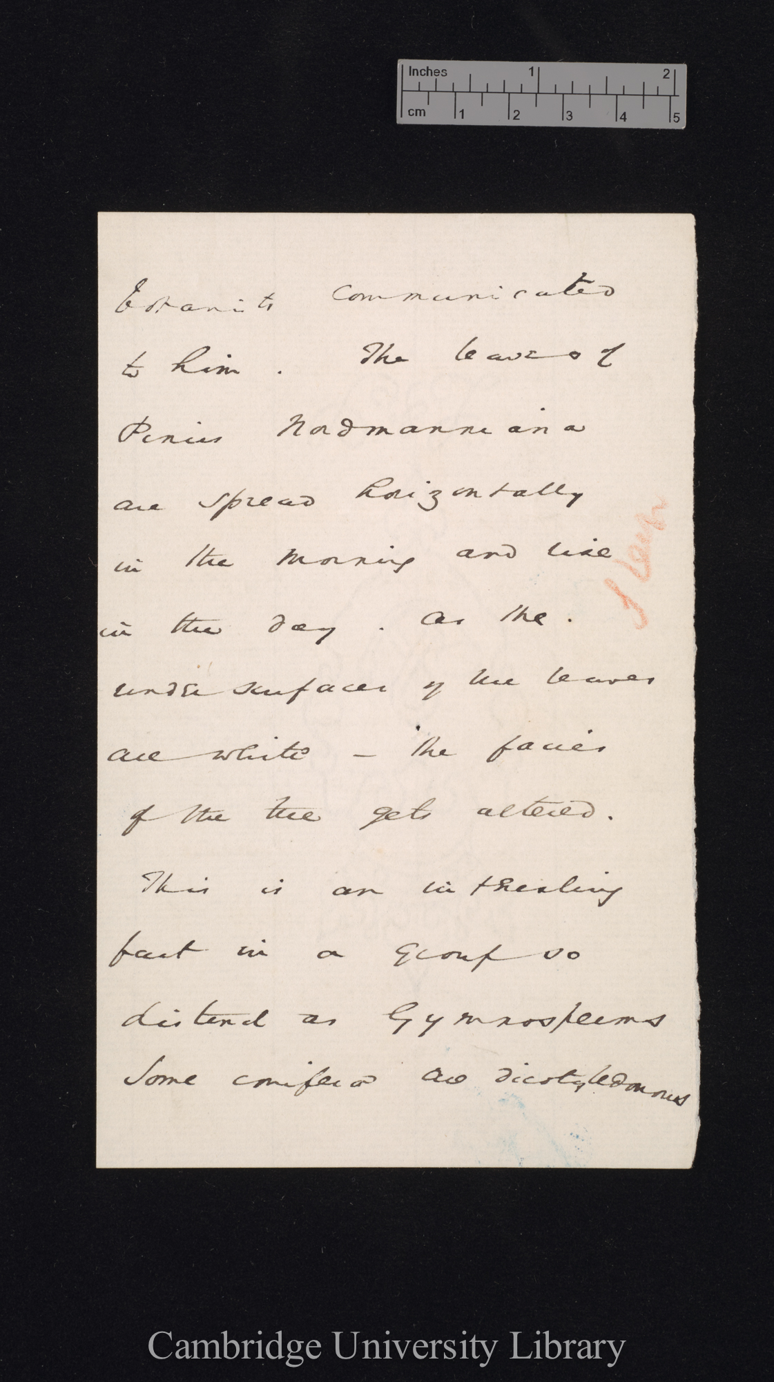 [Sir William Turner Thiselton-Dyer] to Charles Robert Darwin