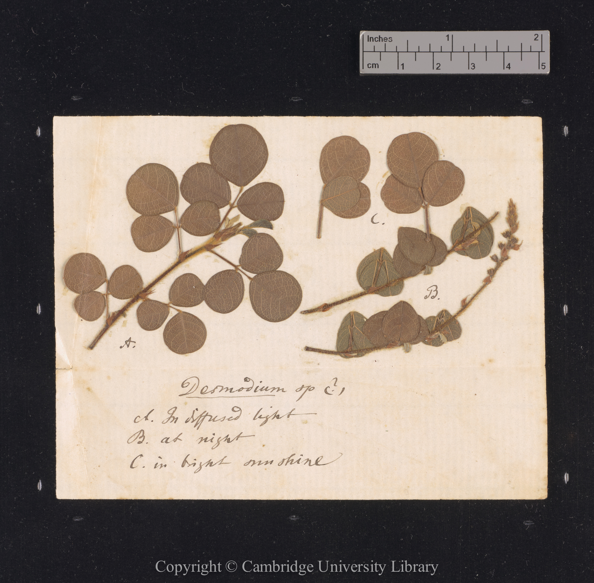 Desmodium (pressed leaves)