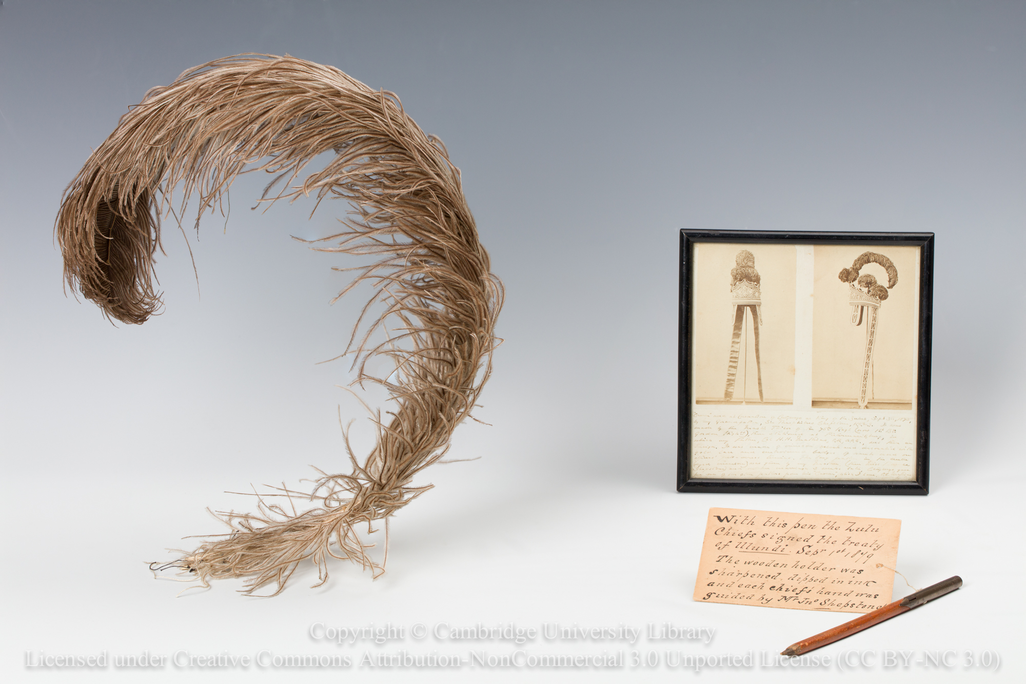 Ostrich feather from the crown of Cetshwayo ka Mpande, King of the Zulu and Treaty of Ulundi pen