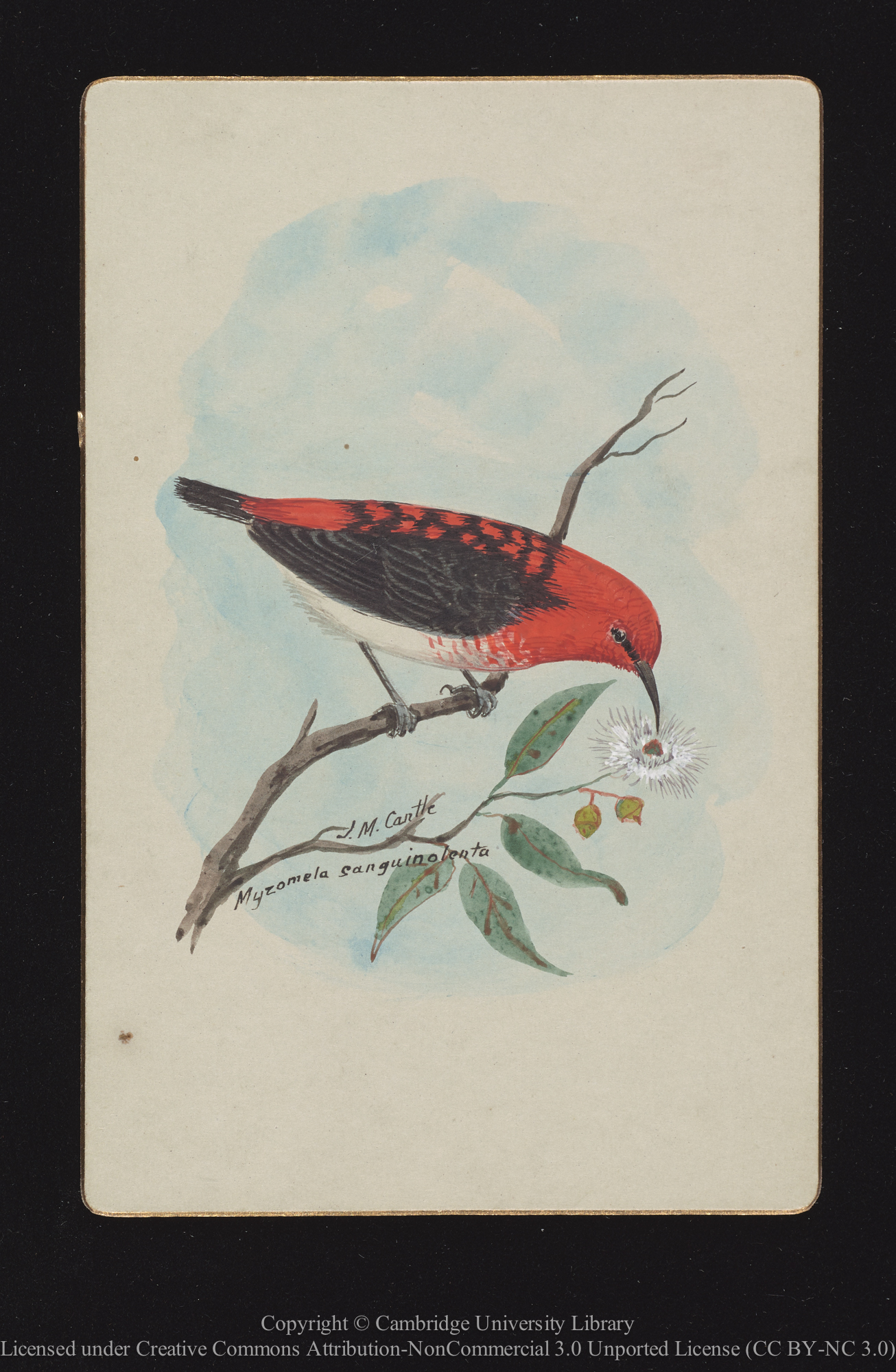 Myzomela sanguinolenta [Scarlet honeyeater]