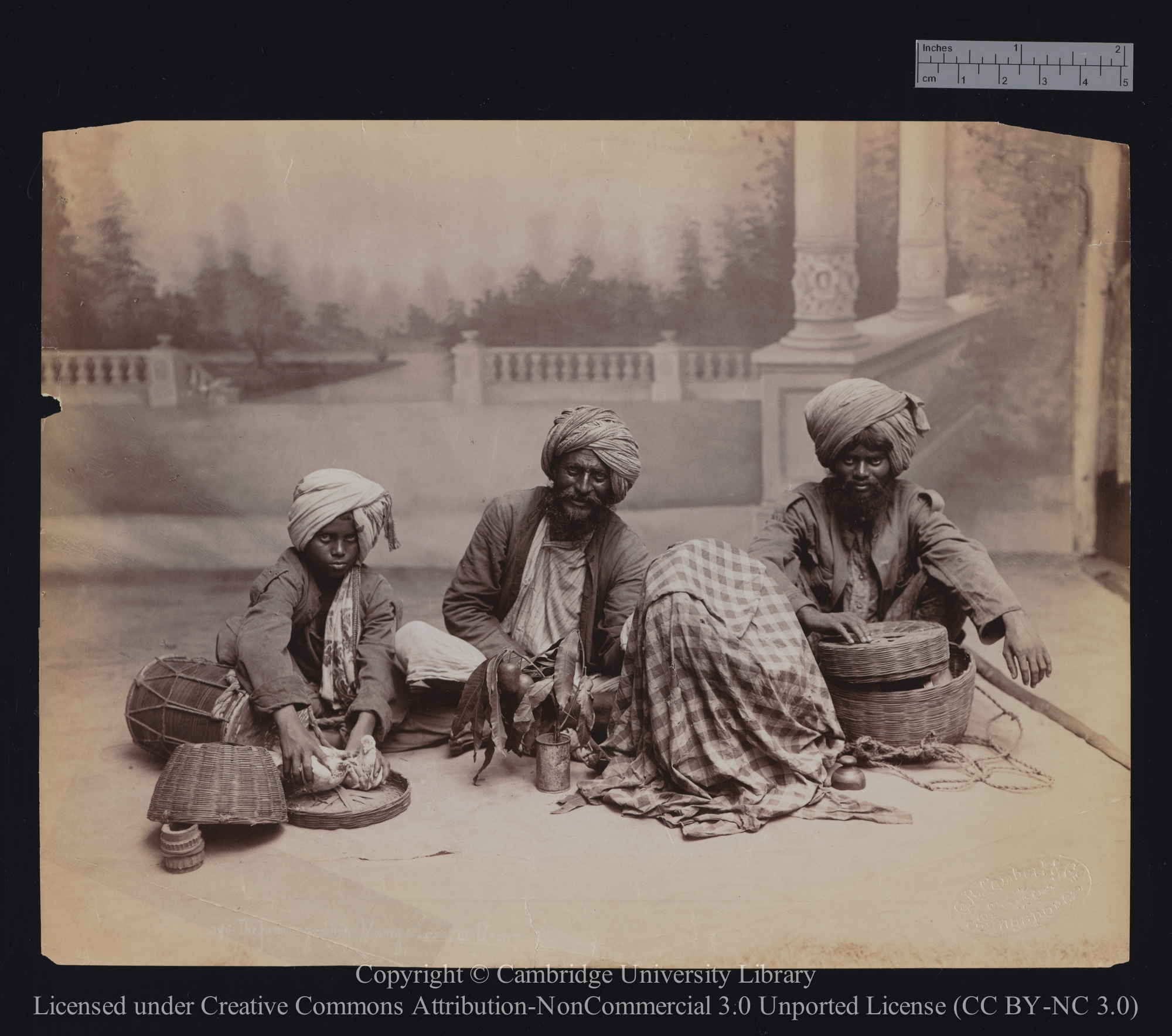 The famous growing mango tree [rest of caption illegible], 1890 - 1899