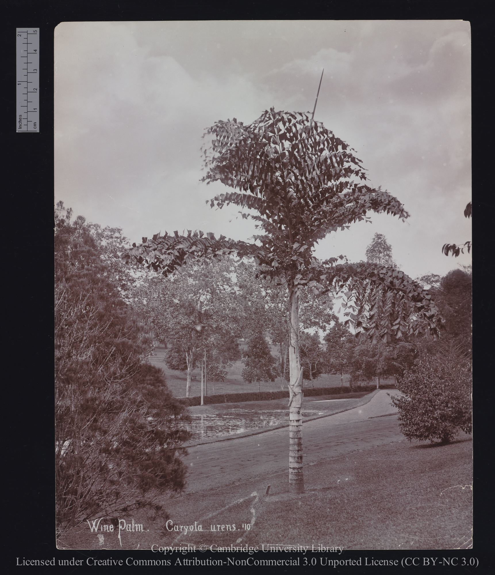 Wine palm. Caryota urens, 1900