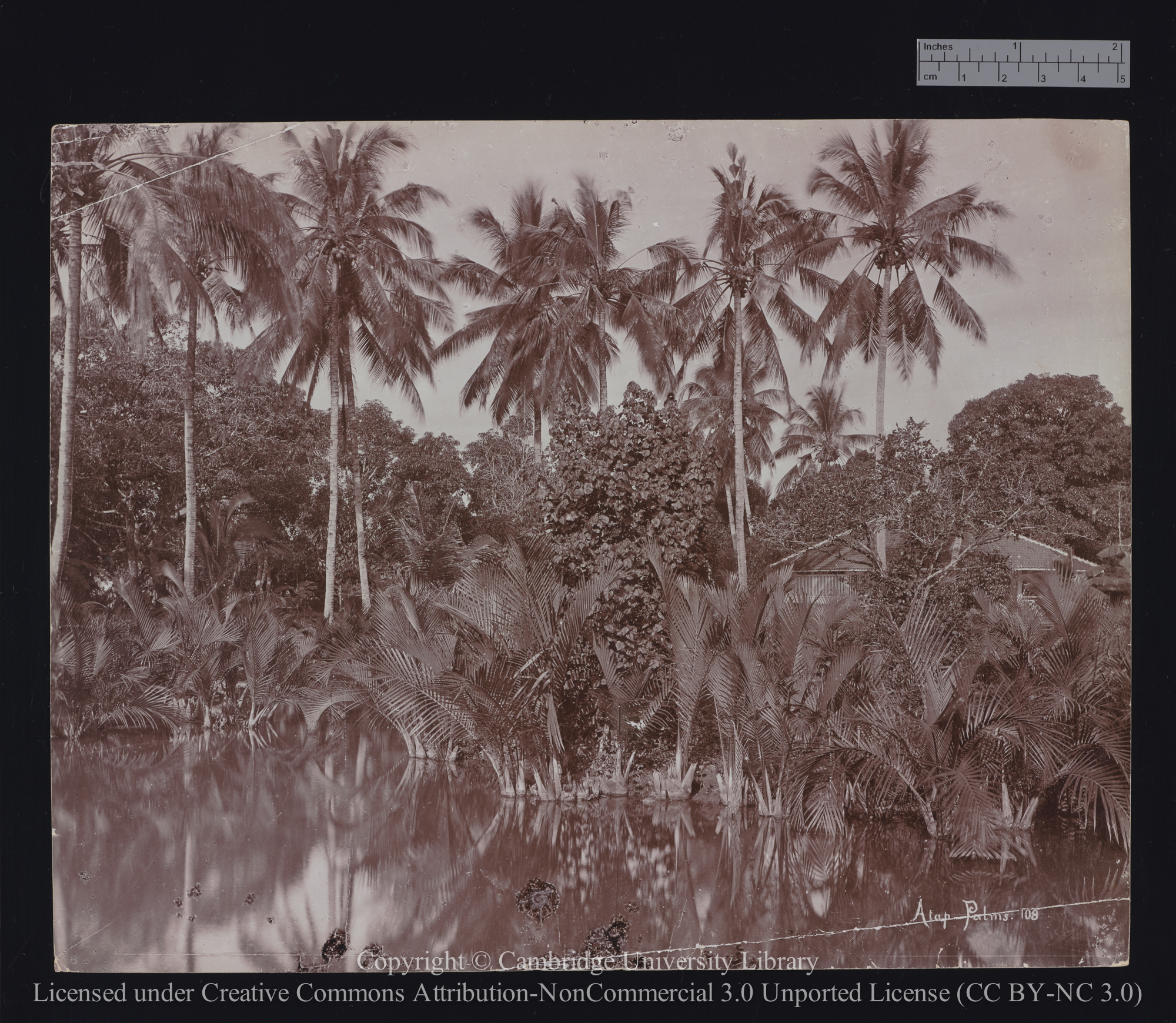 Atap palms, 1900