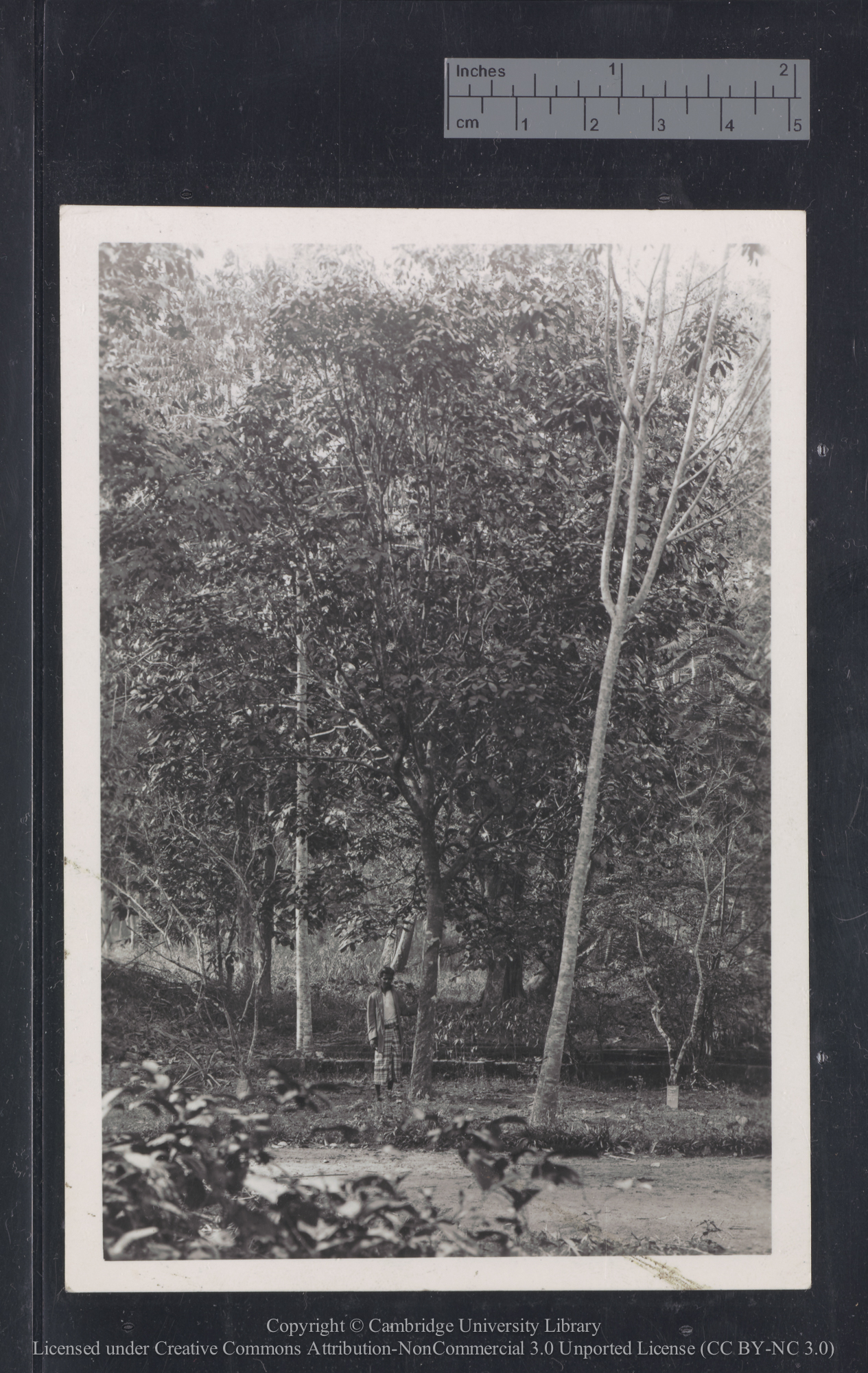 Hevea Congesta?, Confusa? Tree in Botanic Gardens, Singapore, 1918