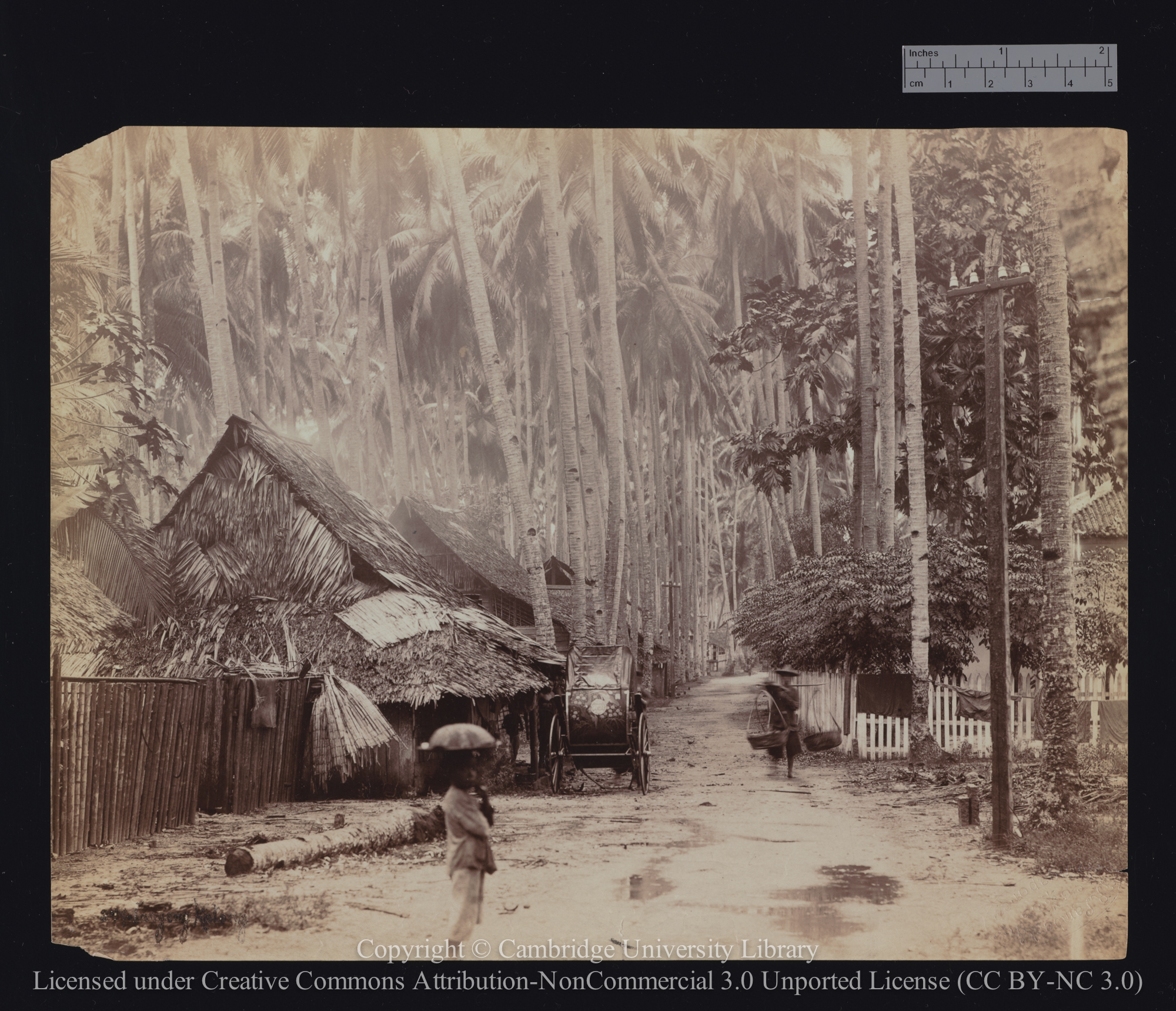 [Coconut plantation, ? Straits Settlements], 1890 - 1899