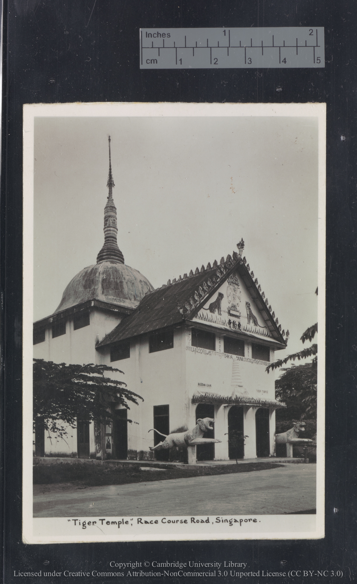[Oxen and fishing village, Singapore], 1936