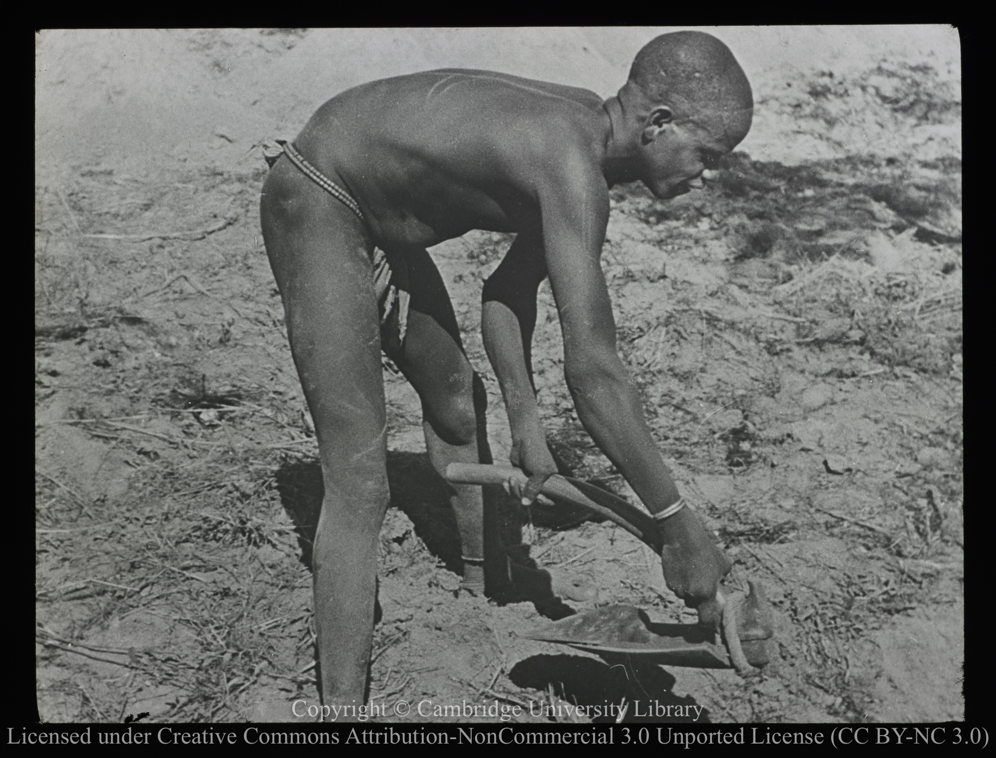 Tilling the ground, 1900 - 1947