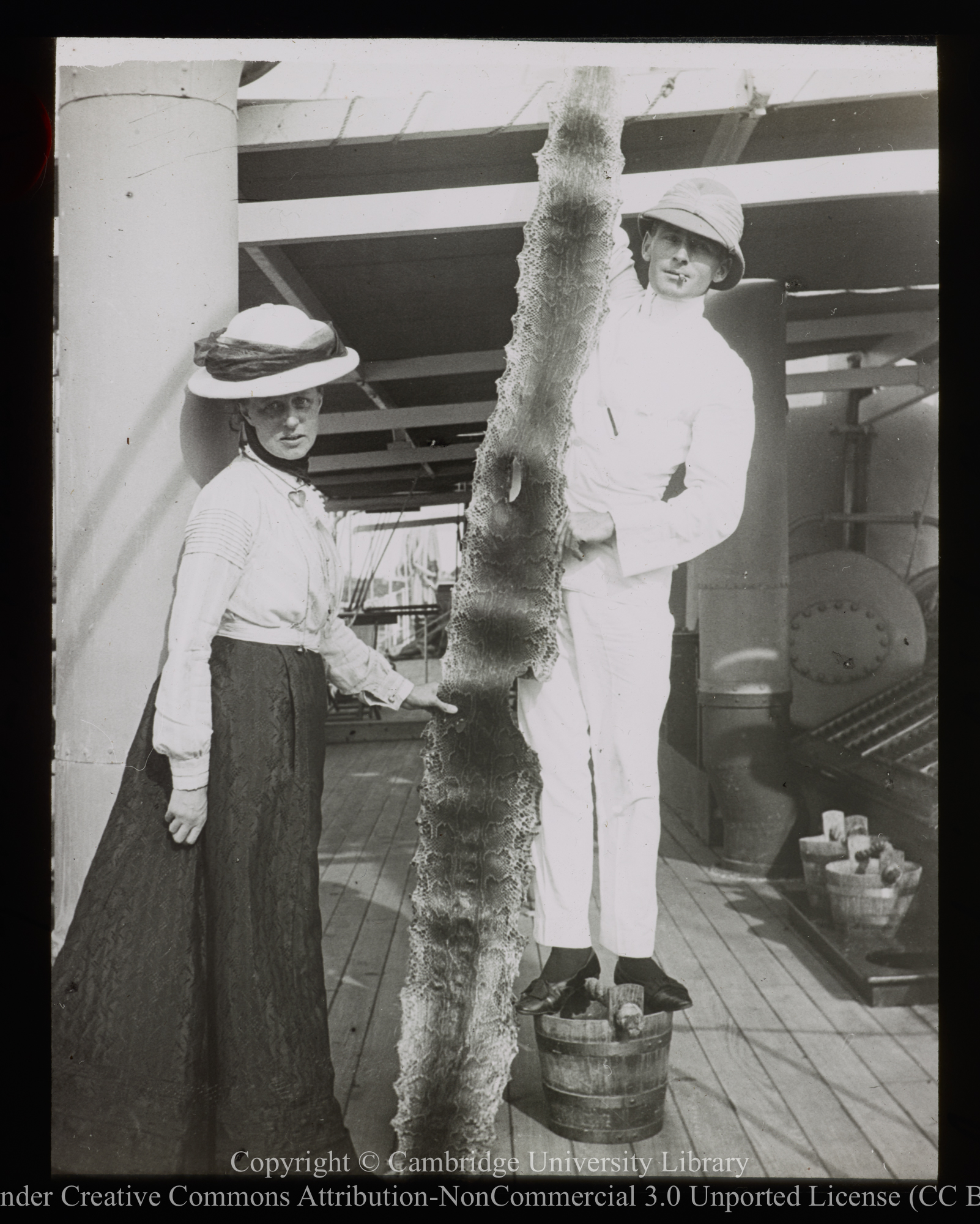 Man holding up skin of a python killed in B&#39;s (unidentified) berth on steamer of preceding print, 1905 - 1948