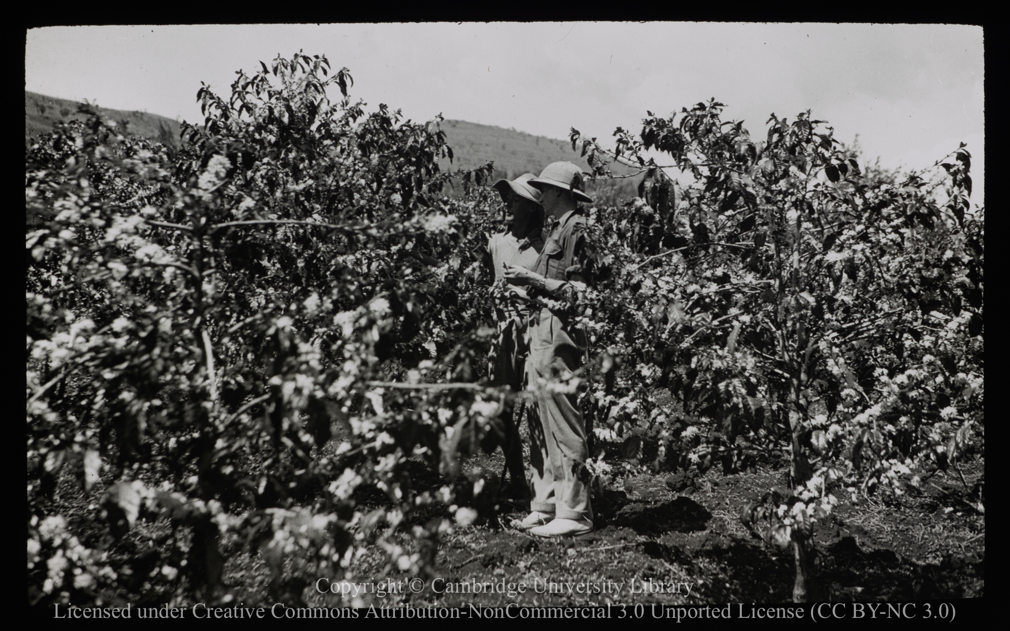 Fruit farm, Kiambu district of Kenya (?), 1937