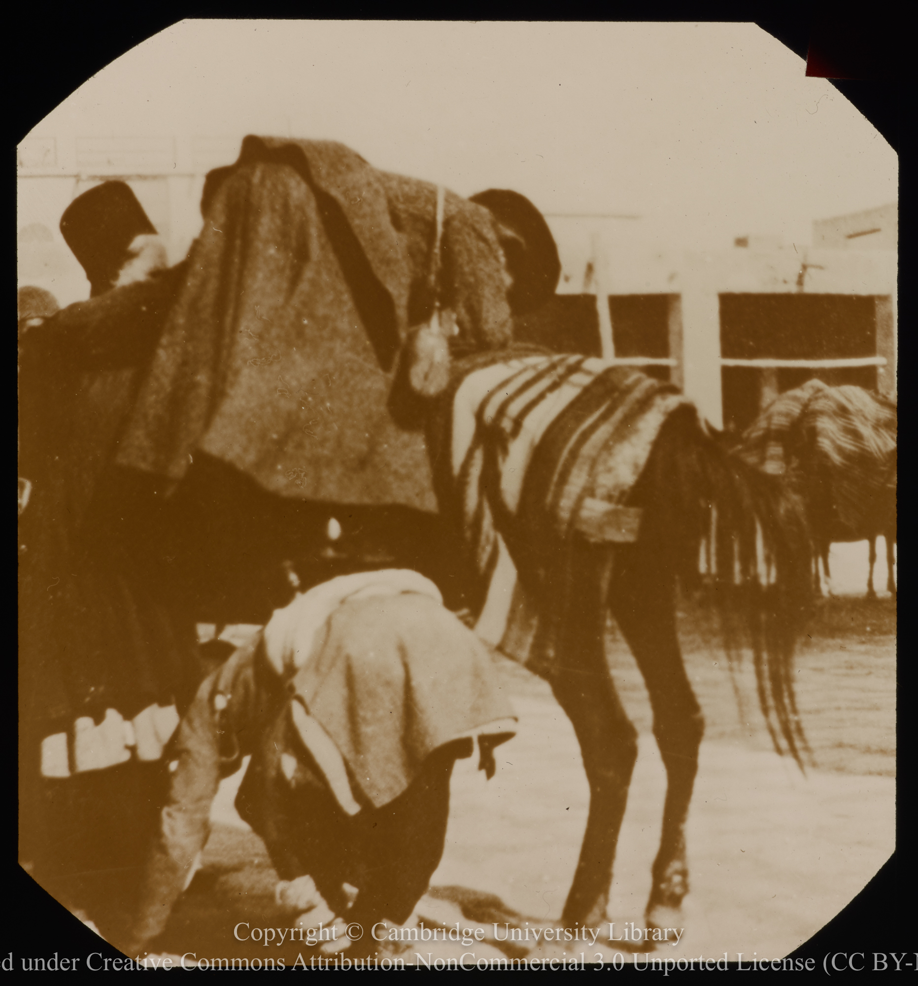 Missionary mounting a mule, 1928 - 1935