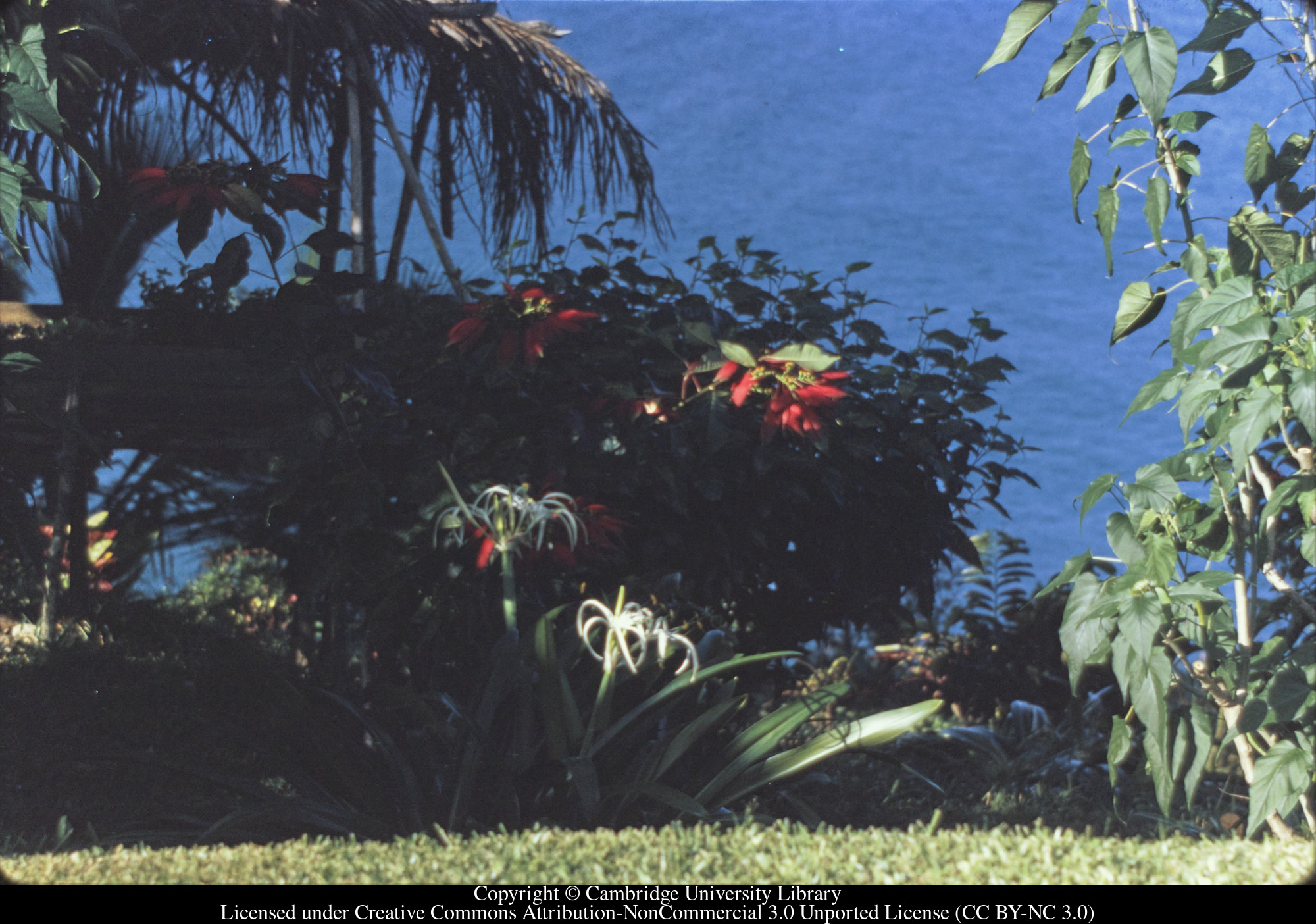 Spider Lily, poinsettia and sea, C [Ciceron] early morning, 1971-02