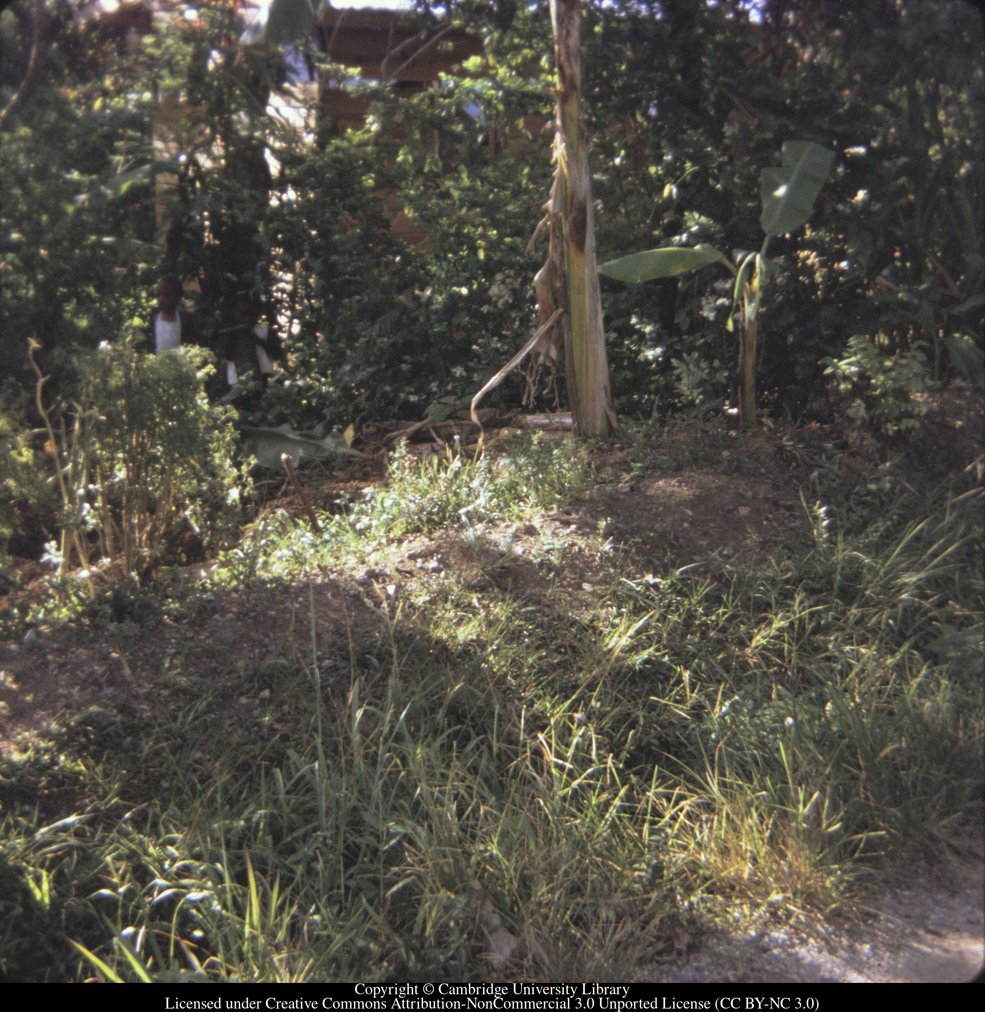 [View in C [Ciceron] garden], 1972-06