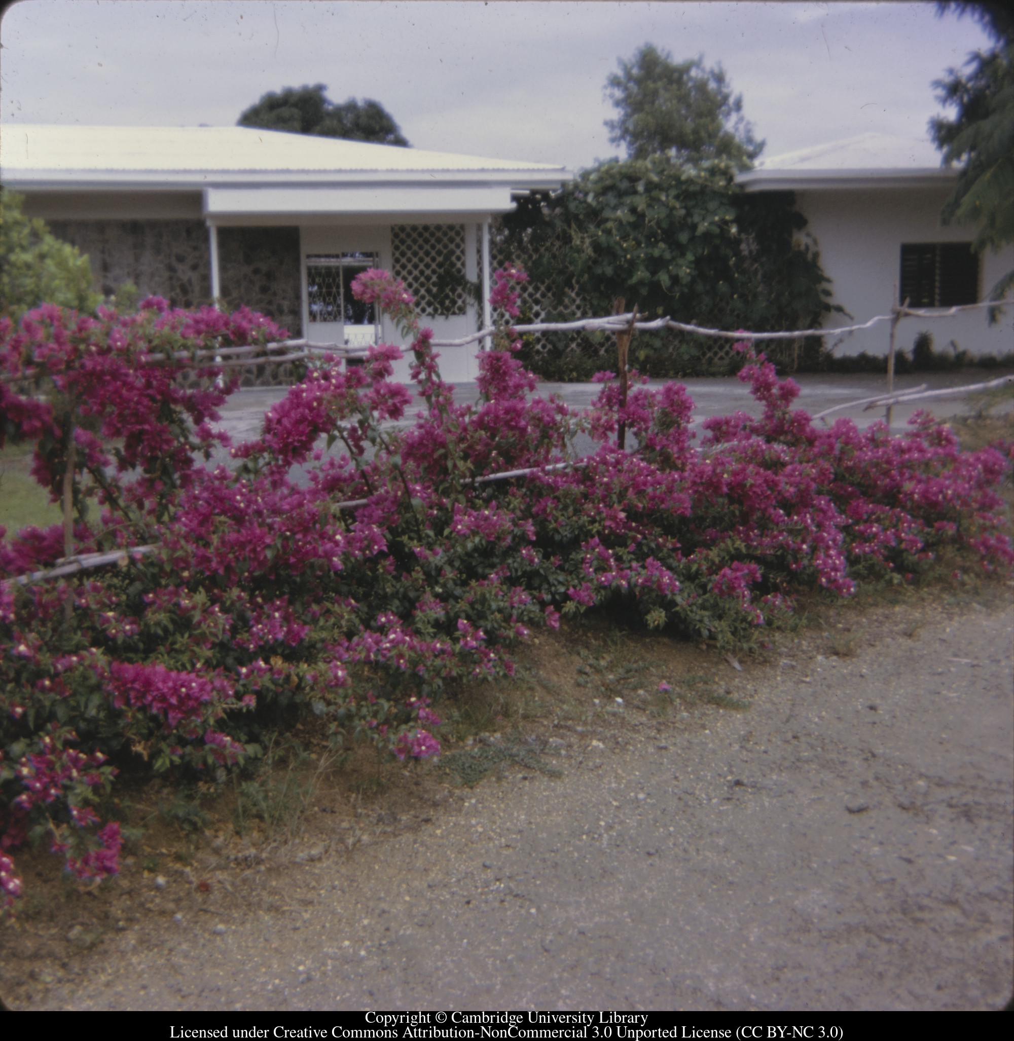 [View in C [Ciceron] garden], 1972-06