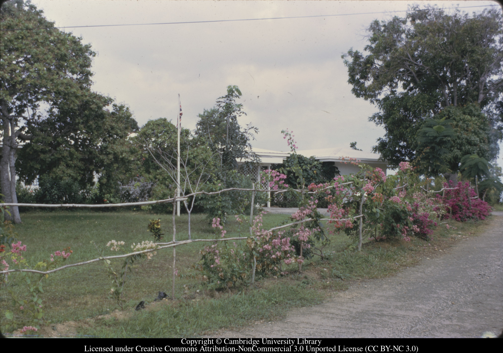 C [Ciceron] from road after replanting the hedge, 1972-09