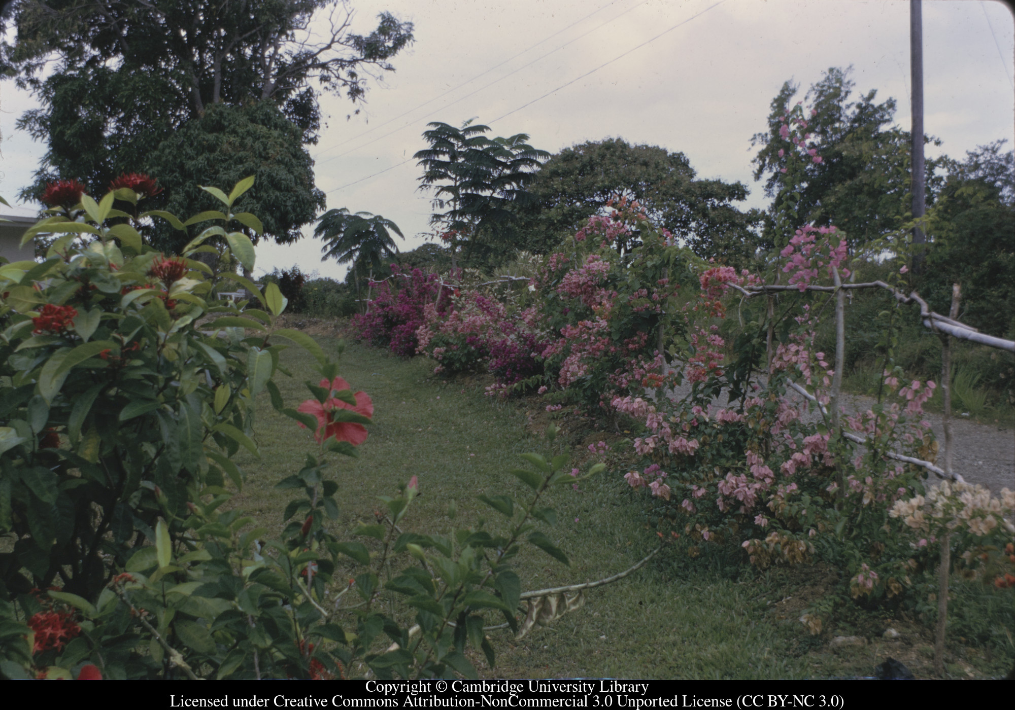 C [Ciceron] : Bougainvillea hedge along road which we planted, 1972-09