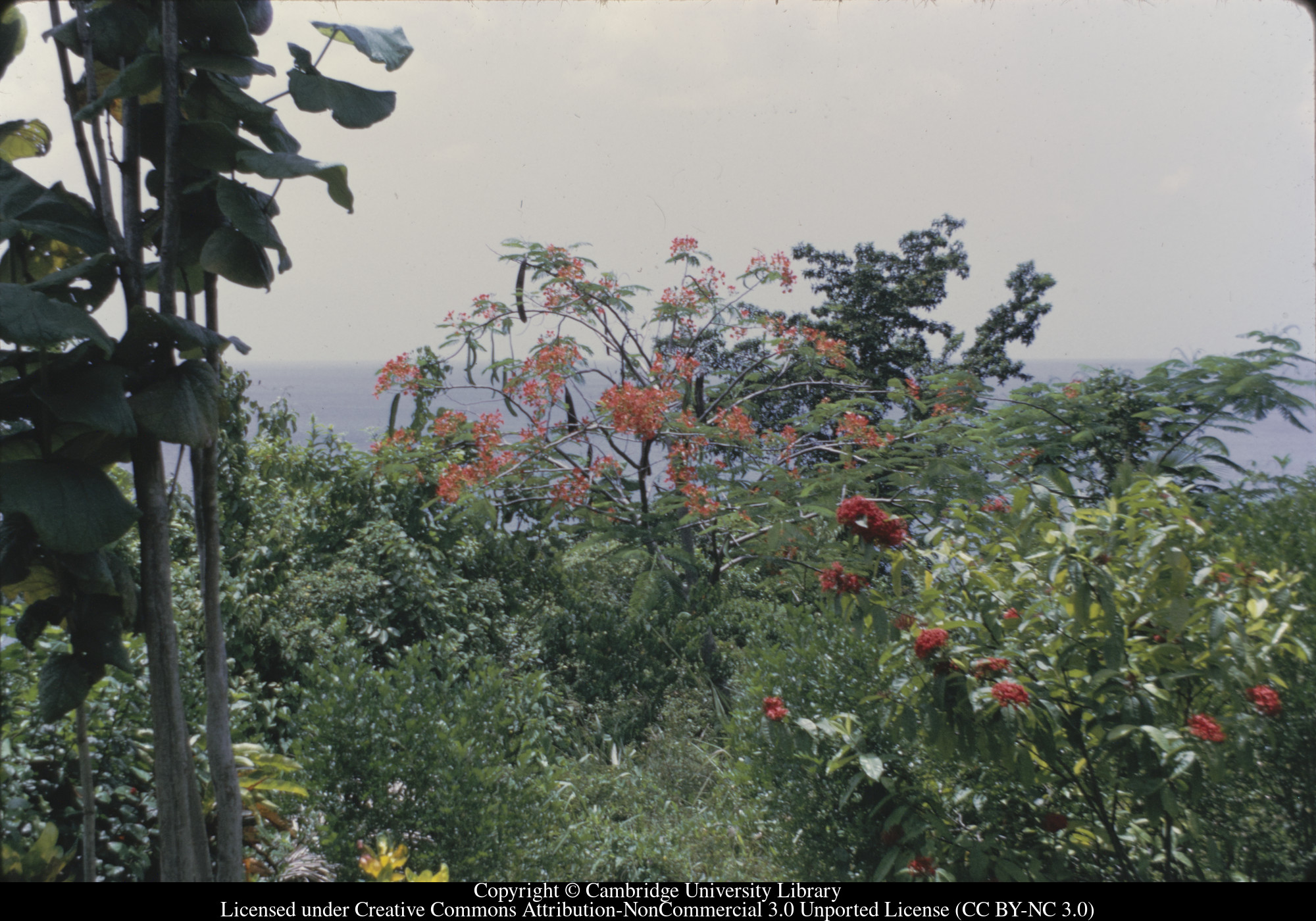 C [Ciceron] : garden - flamboyant (planted by us) and ixoras, 1973-02