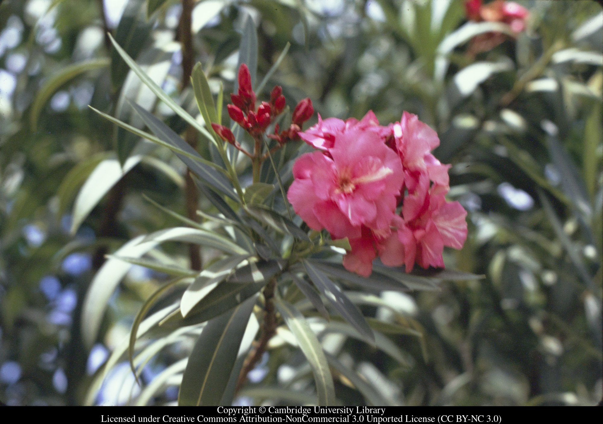 Oleander, 1970-09