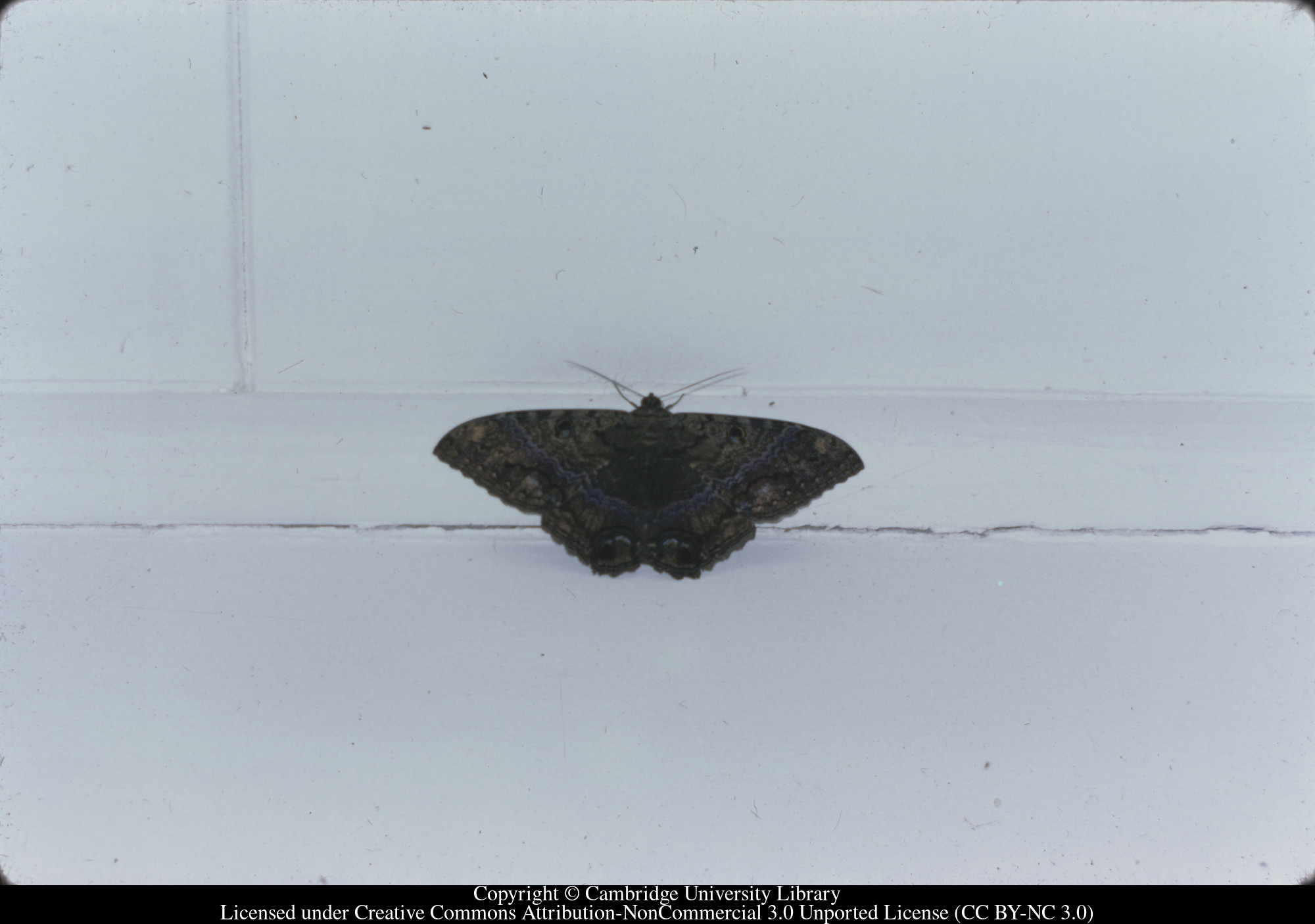 Moth, 1971-02