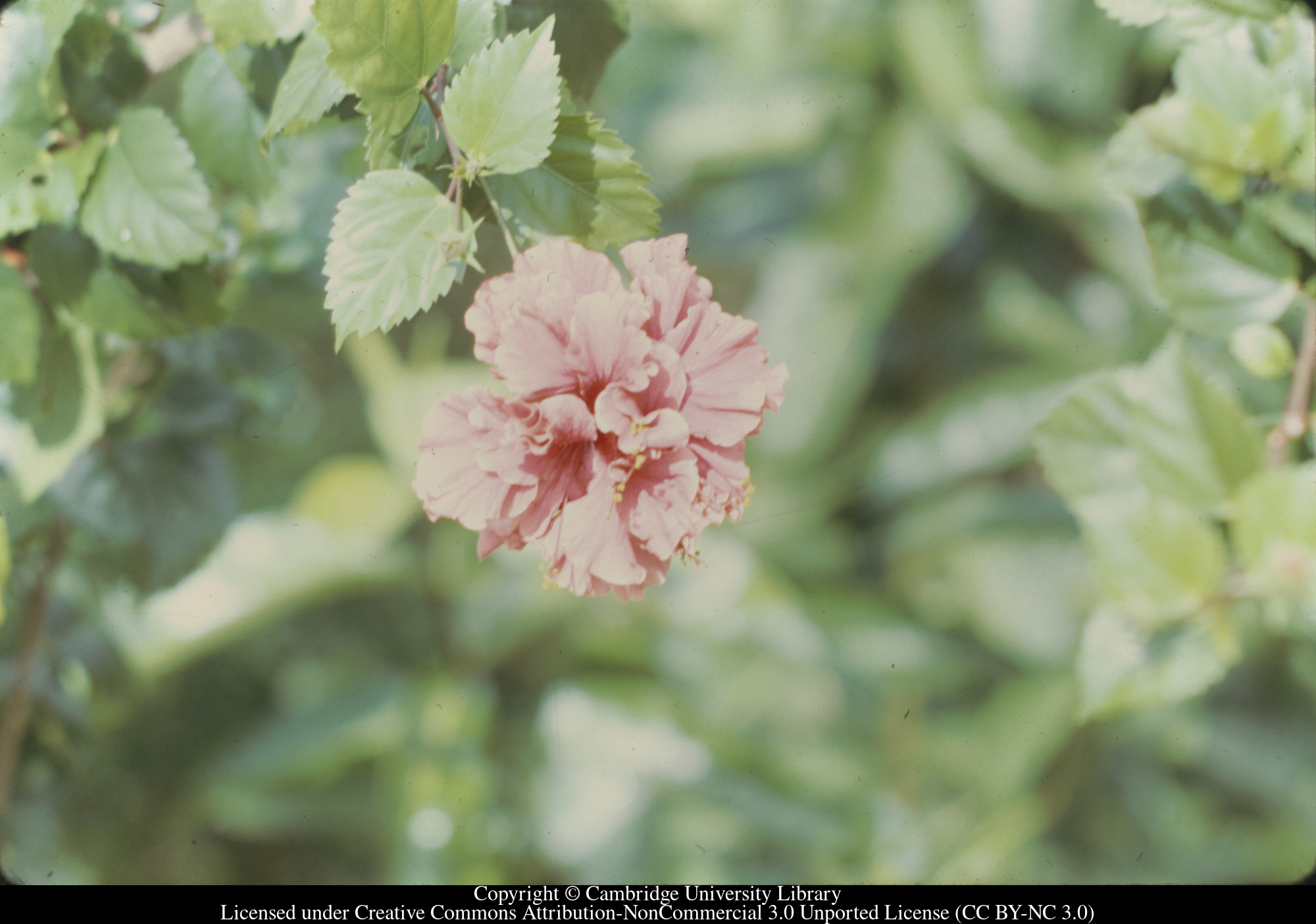 Hibiscus Double Pink, 1971-02