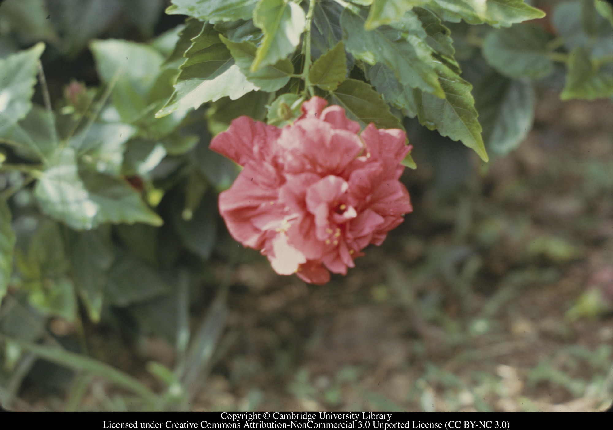 Hibiscus Double Red, 1971-02