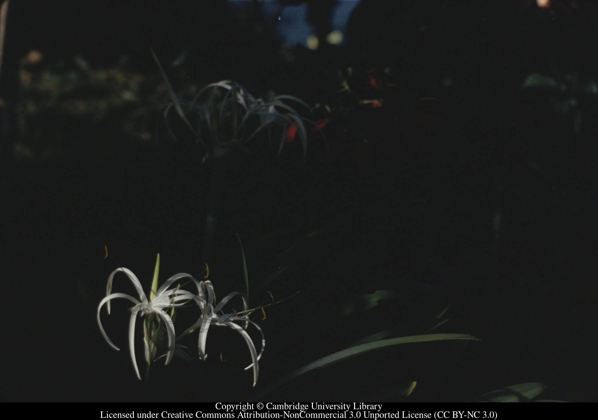 Spider Lily (Crinum) early morning, C [Ciceron], 1971-02