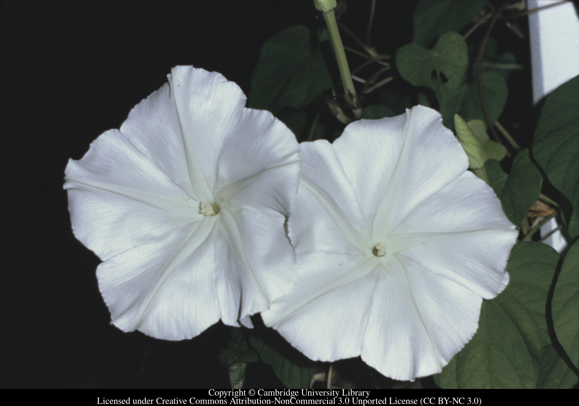 Two moonflowers, 1971-02