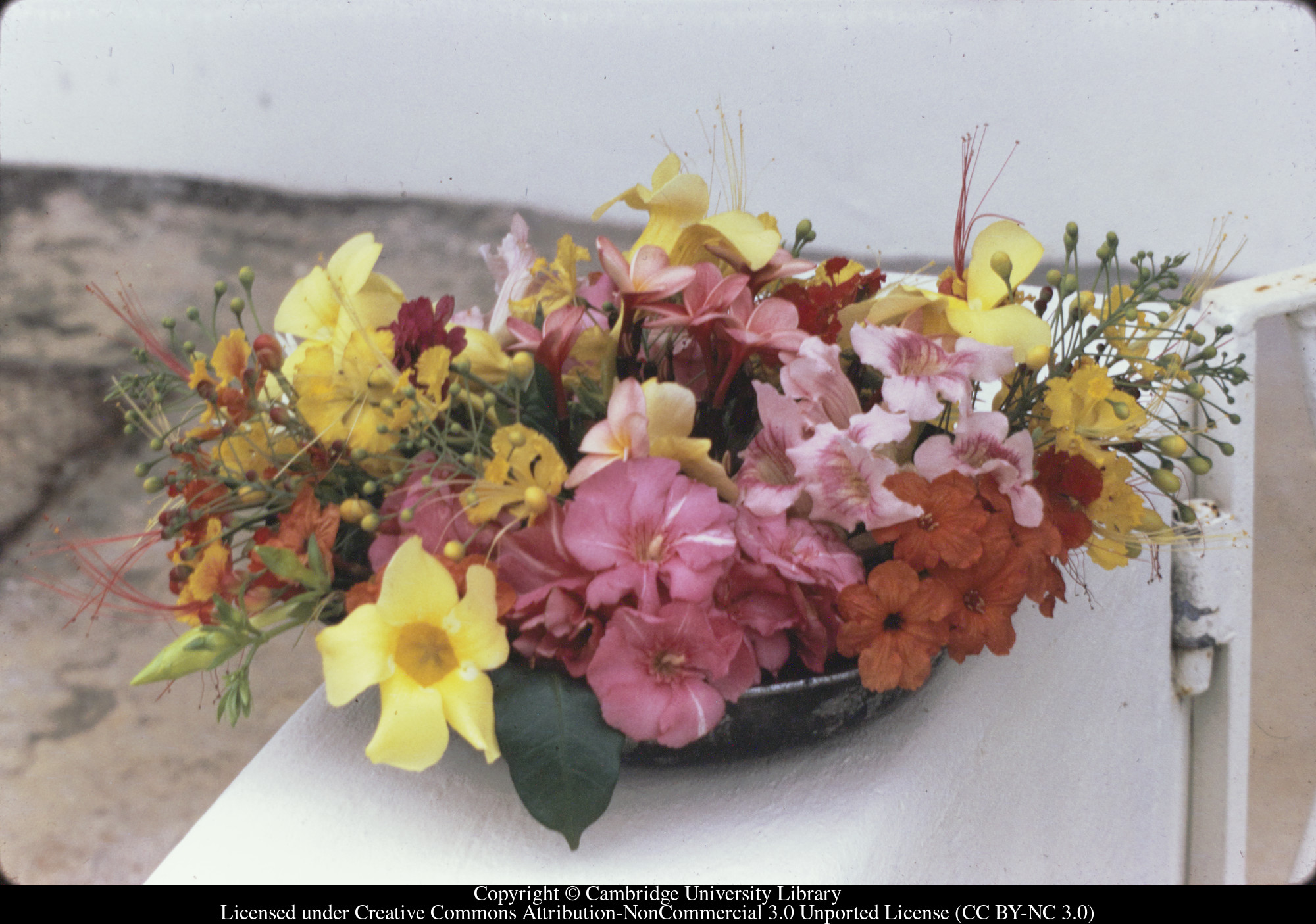 Bowl of flowers by Evelyn Williams C [Ciceron], 1971-02