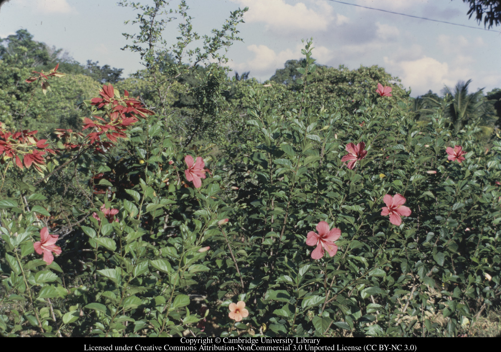 C [Ciceron] : hibiscus hedge, 1971-02