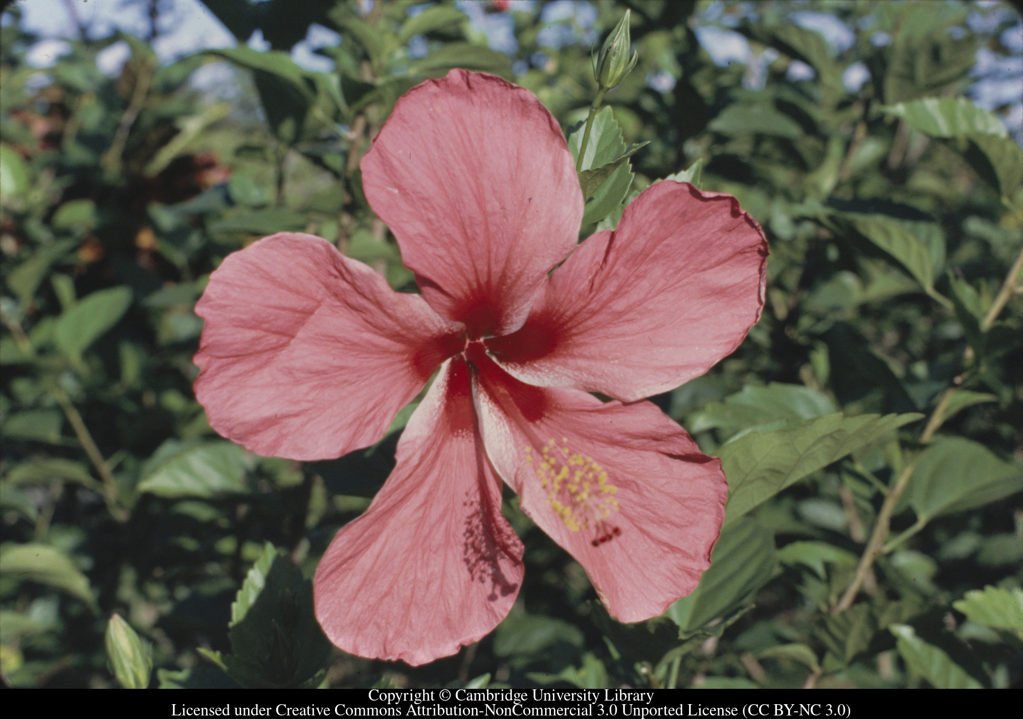 Hibiscus : big single pink, C [Ciceron], 1971-02
