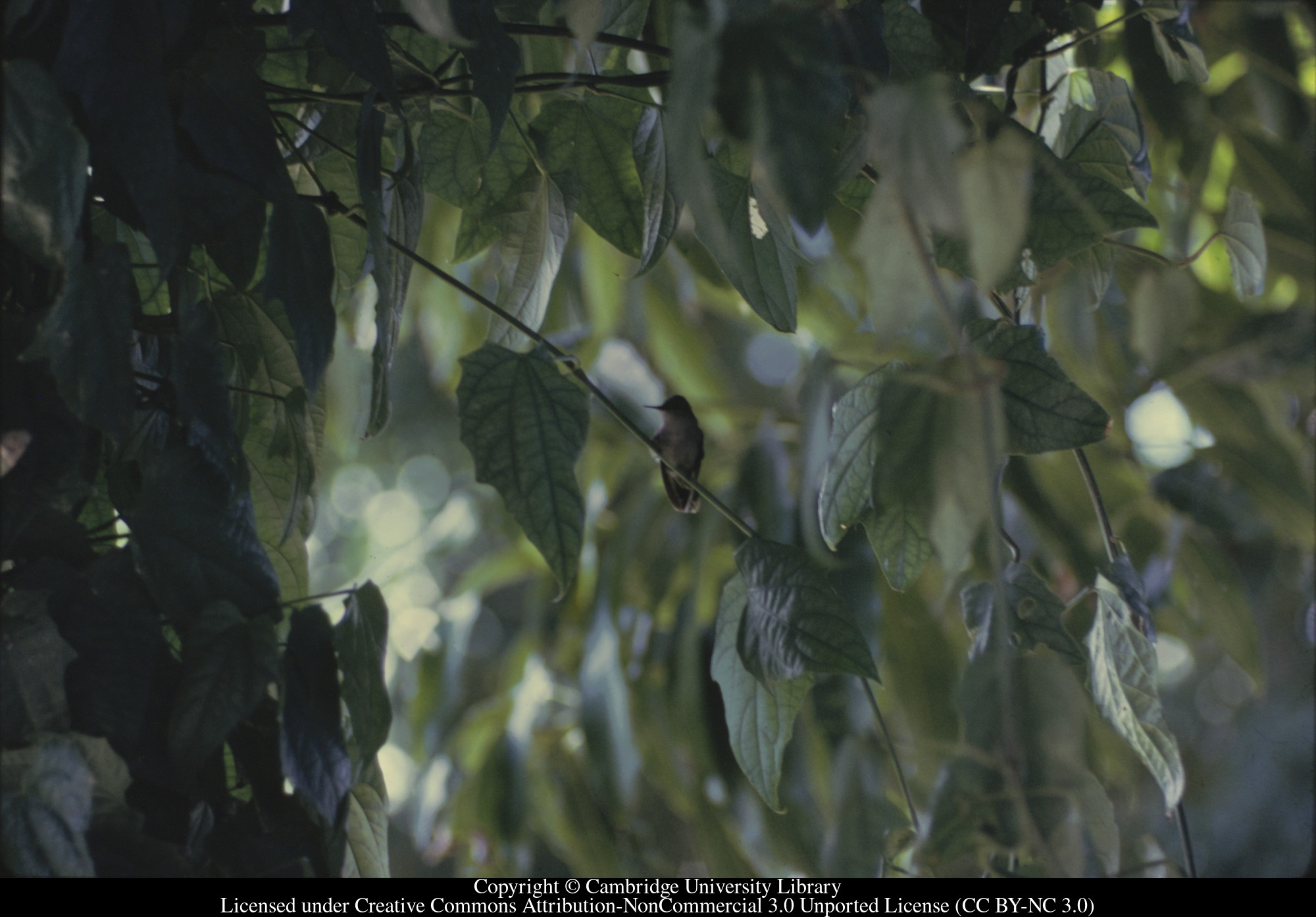 C [Ciceron] : humming bird - lesser Antillean crested, 1971-05