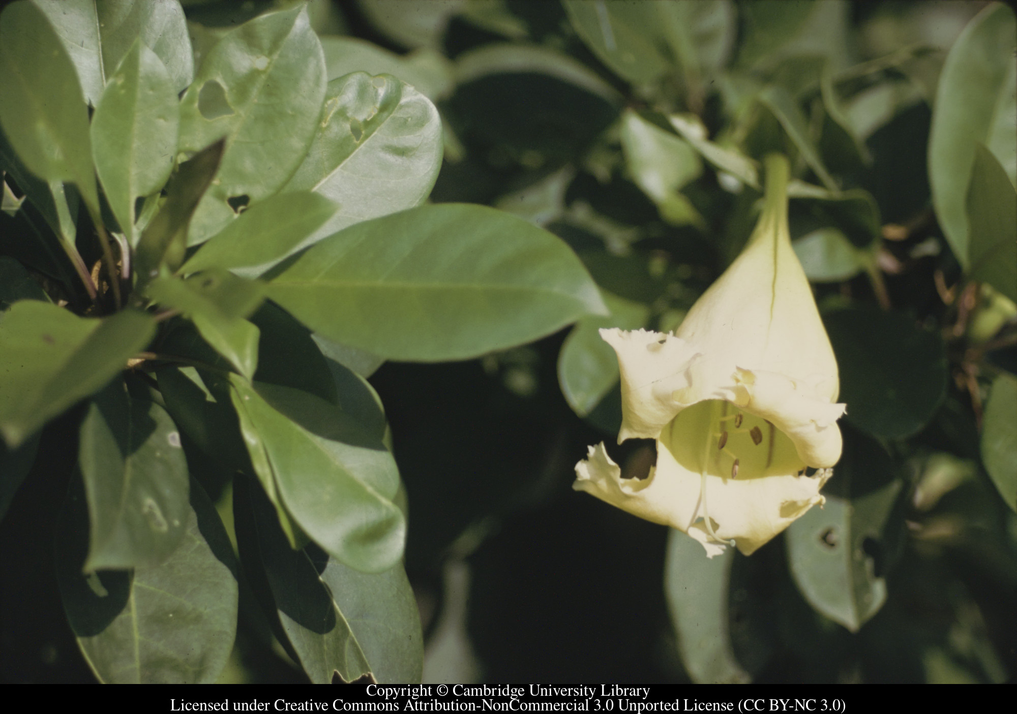 Solandra - Cup of Gold - C [Ciceron], 1971-10