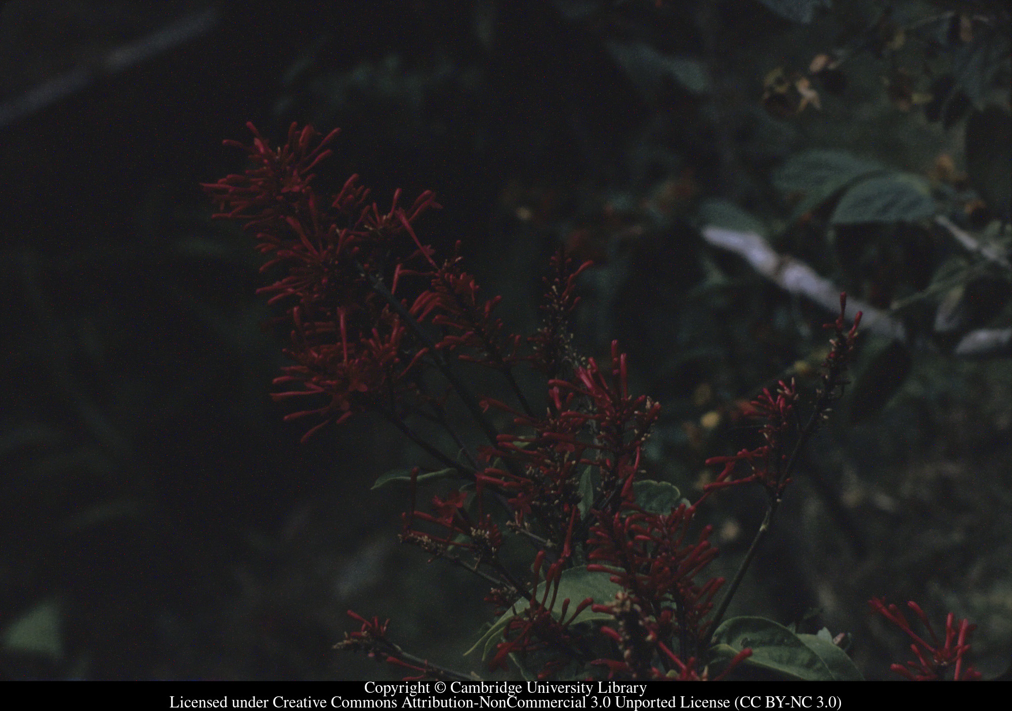 Unknown red flower, C [Ciceron], 1972-09
