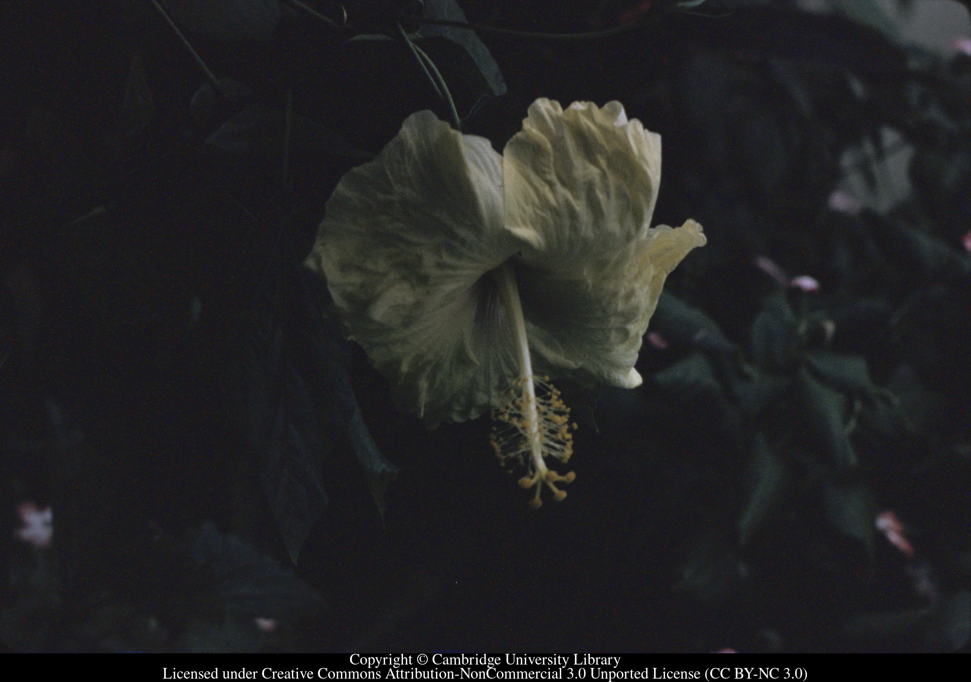 Lemon Hibiscus, C [Ciceron], 1972-09