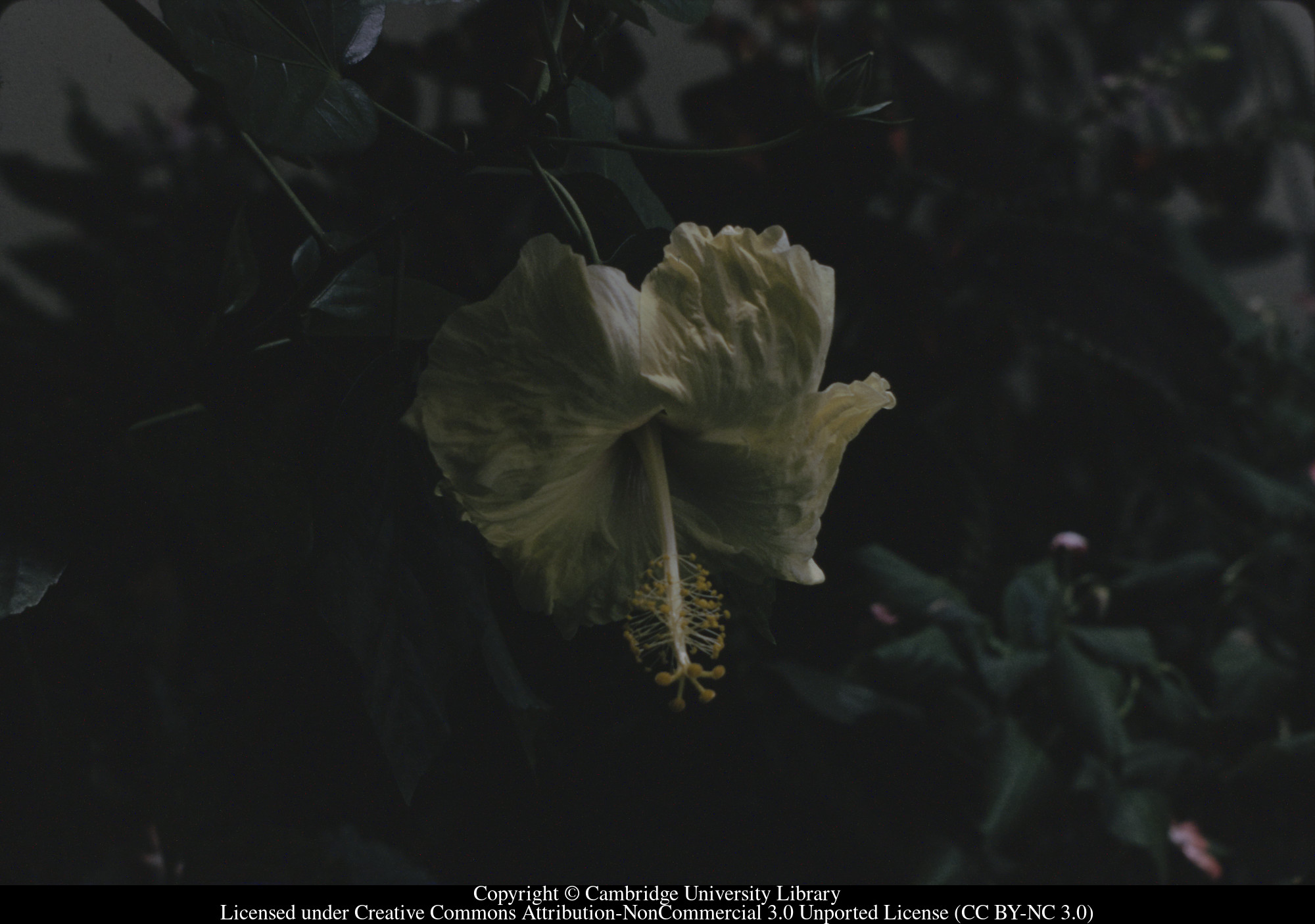 Lemon Hibiscus, C [Ciceron], 1972-09