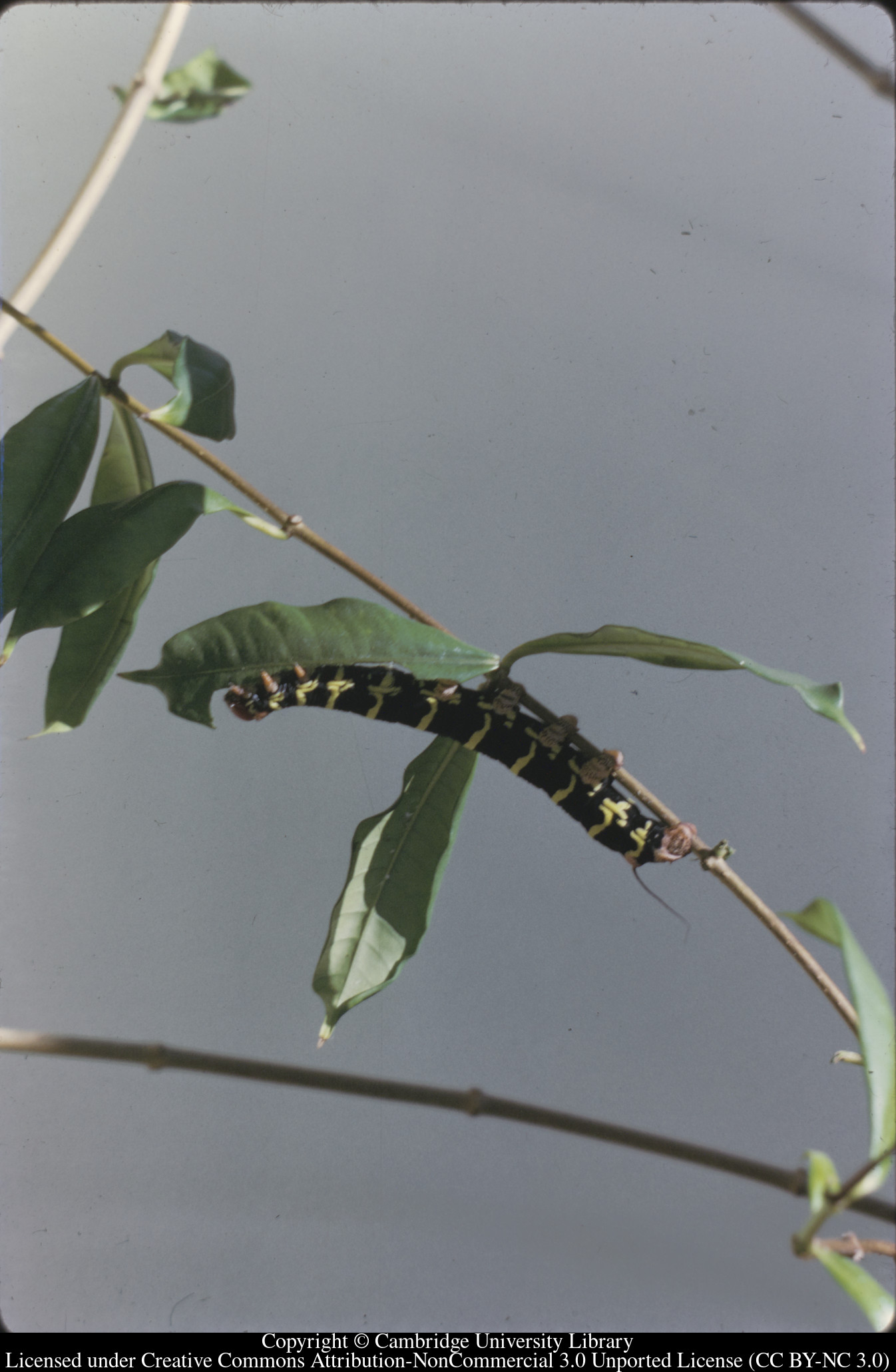 Frangipani caterpillar, C [Ciceron], 1972-09