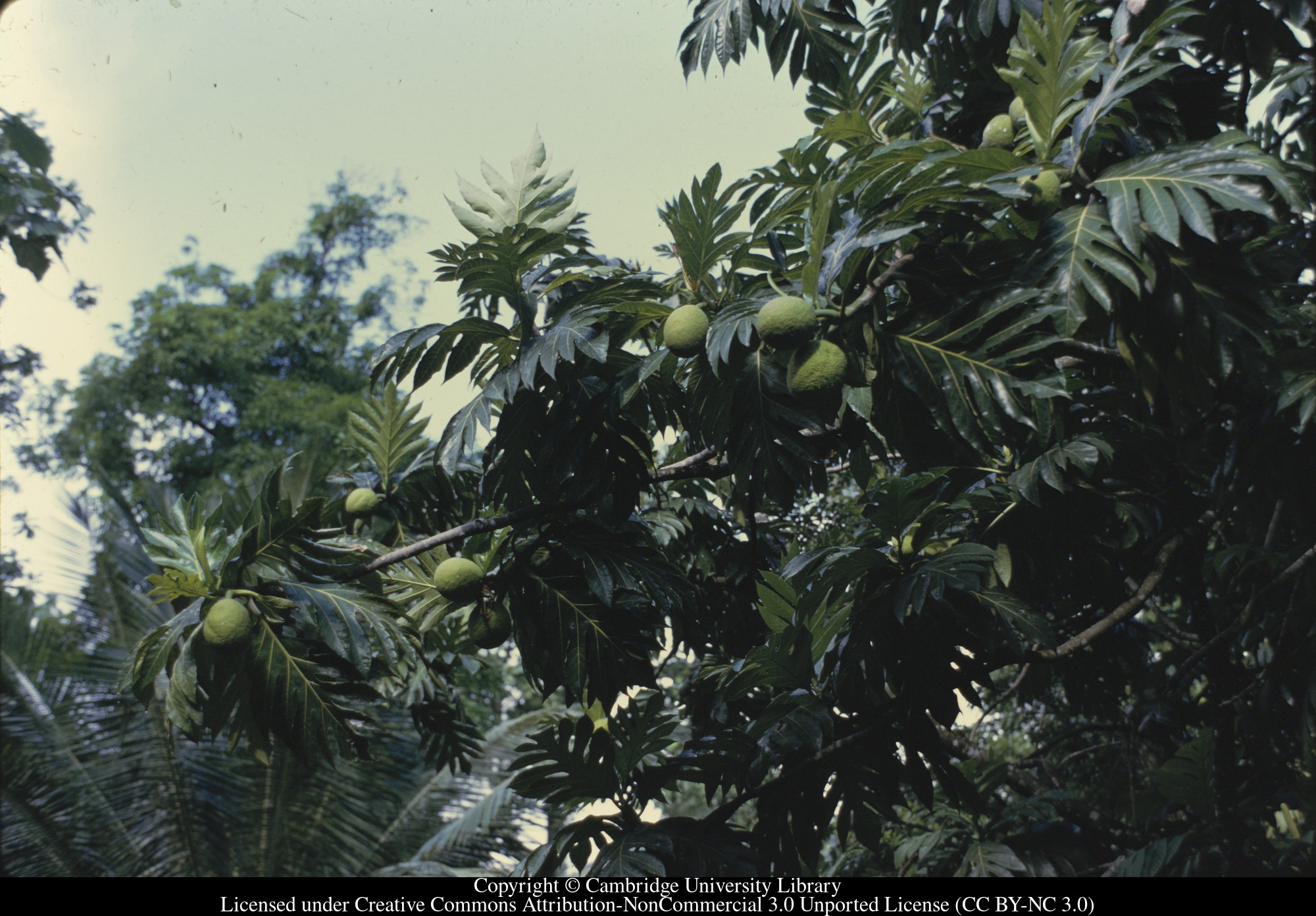 Breadfruit, 1971-10