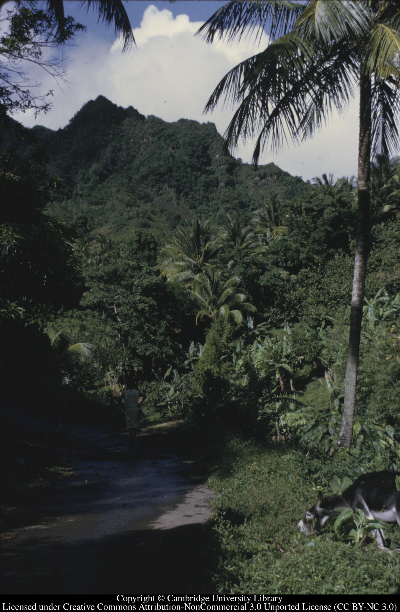 [Mountains seen through palms], 1971-10