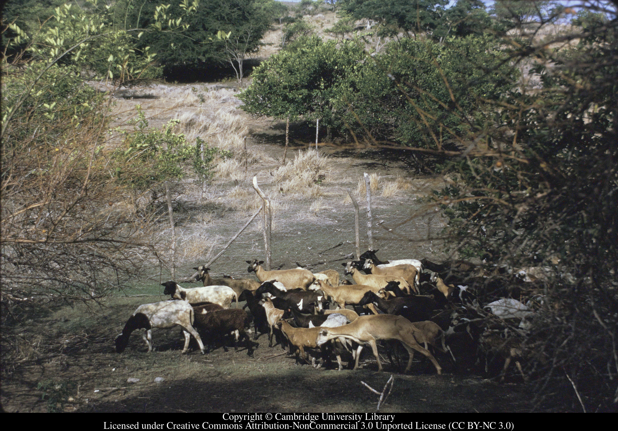 Sheep, Craigton, Carriacou, 1971-10
