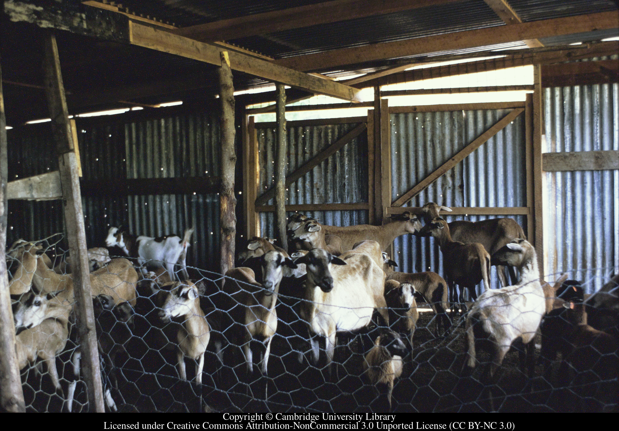 Sheep, Craigton, Carriacou, 1971-10